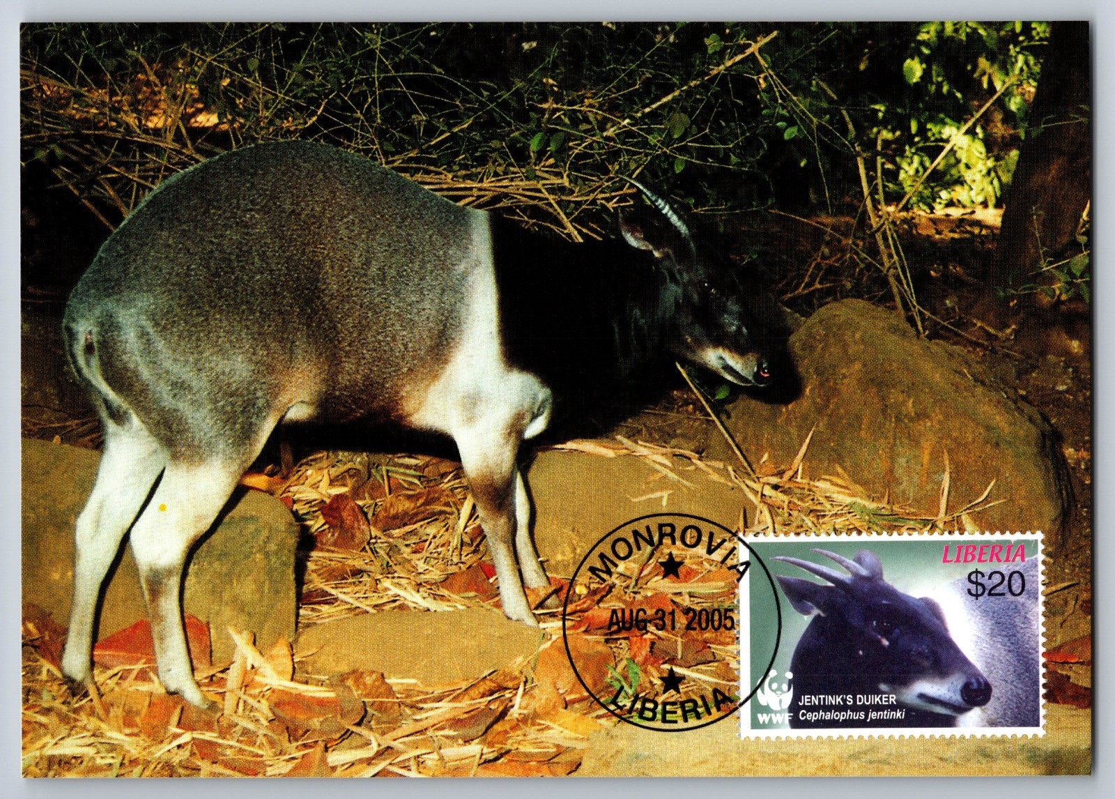Liberia 2005 Jentink's Duiker & Ogilby's Duiker Set of Four FDC Maxi Cards