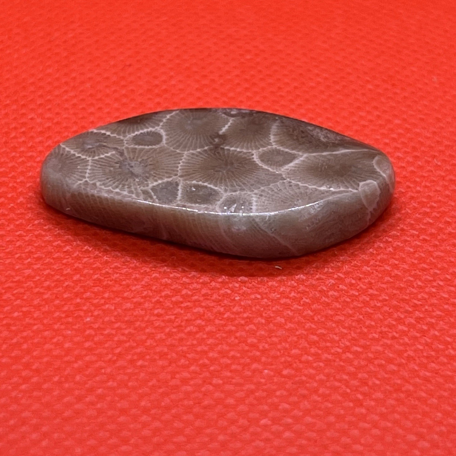 Hand polished Fossil Petoskey Stone Semi precious, treasure, gift