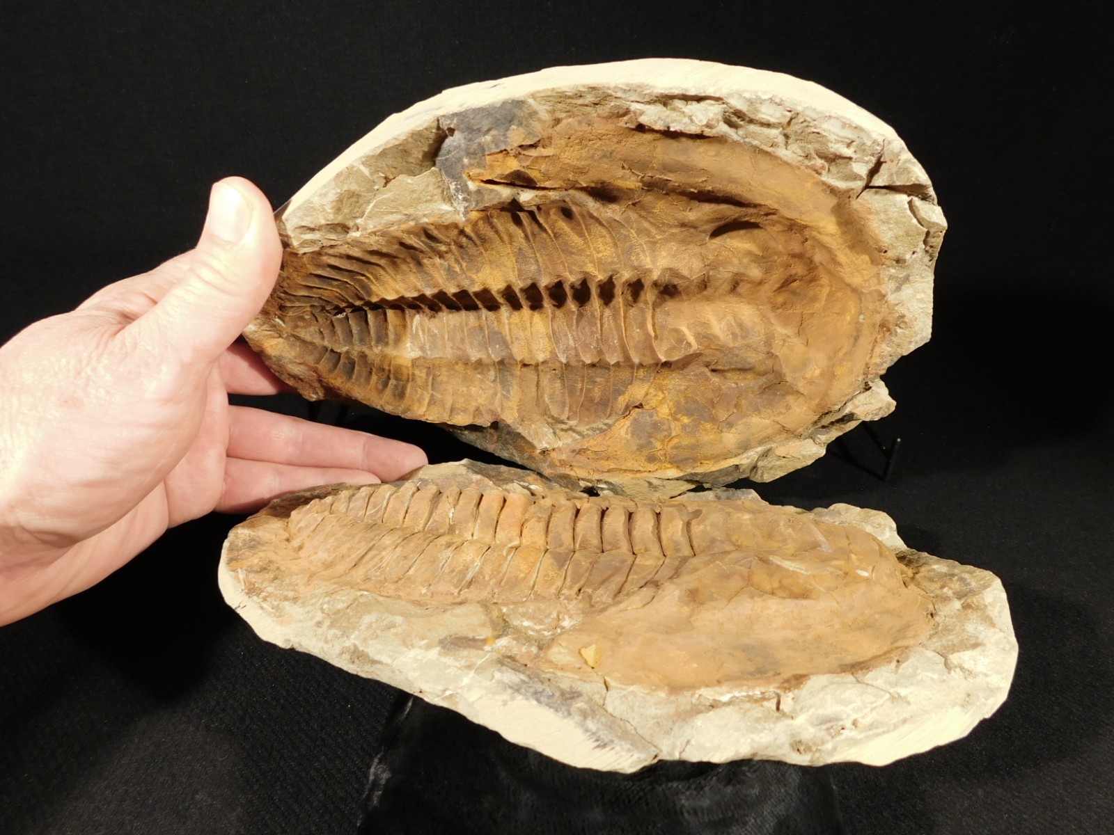 HUGE! 530 Million Year OLD! Andalusiana Trilobite Fossil Anif Morocco 3242gr