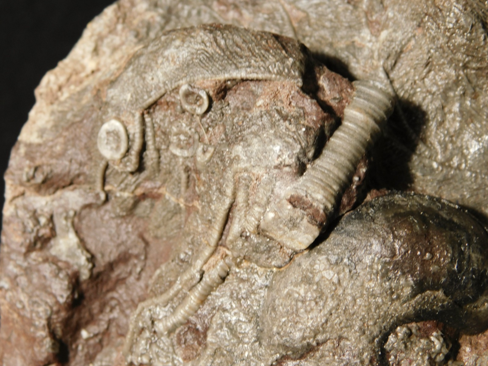 430 Million Year Old! CRINOID Fossil or Sea LILY Fossil Morocco 669gr