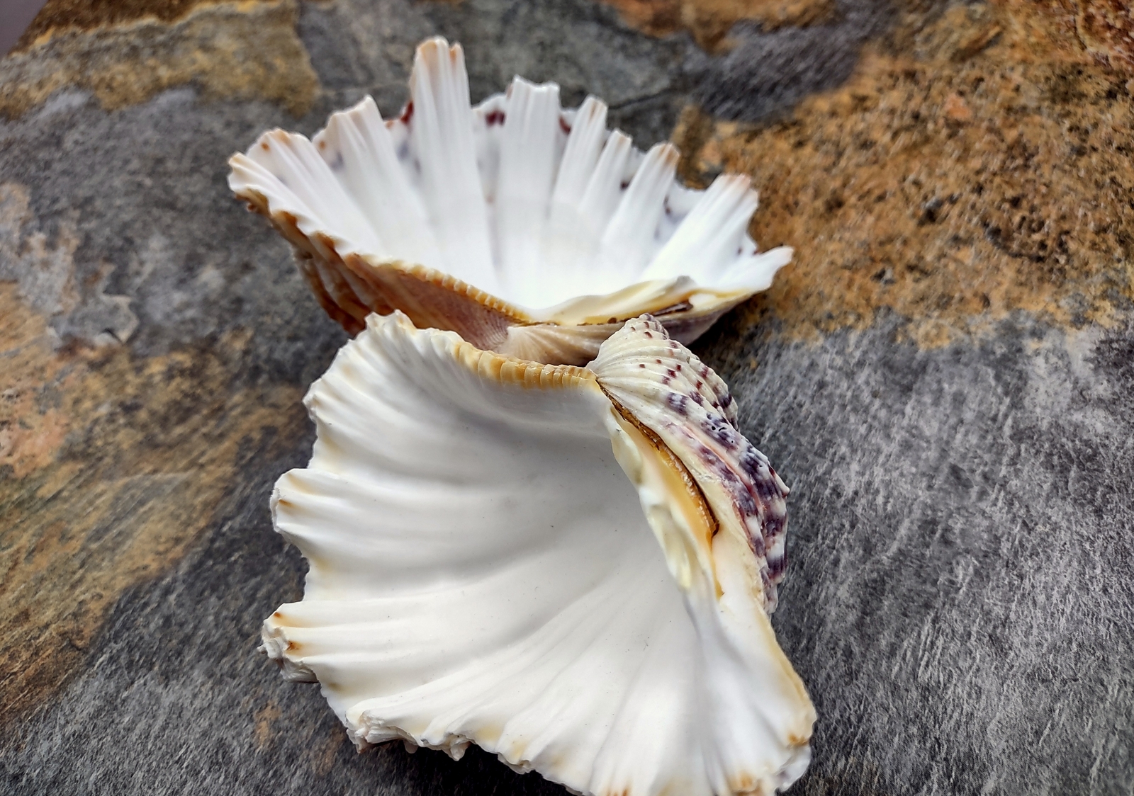 Bear Paw Clam Seashell Pair Hippopus Hippopus (1 shell pair approx. 4+ inches)