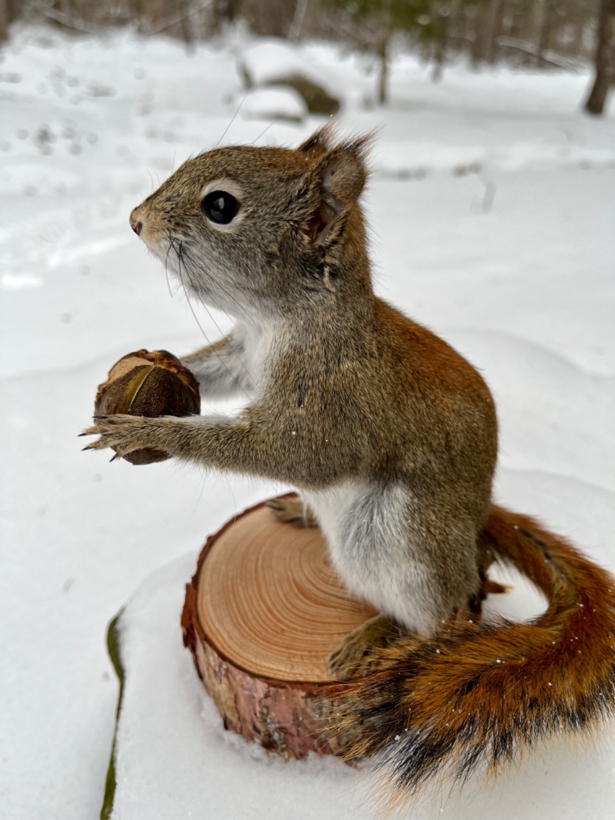 Red Squirrel Taxidermy, Squirrel Taxidermy, Pine Squirrel, Adirondacks, Gift!