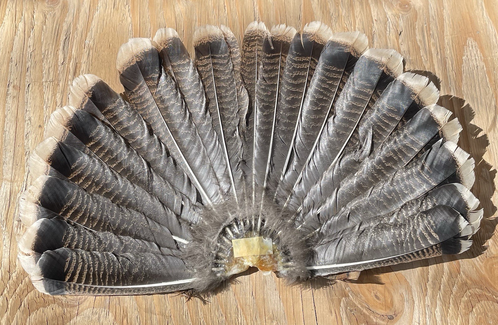 Rio Grande Wild Turkey Hen Tail Fan Decoy Display Arts & Crafts Taxidermy