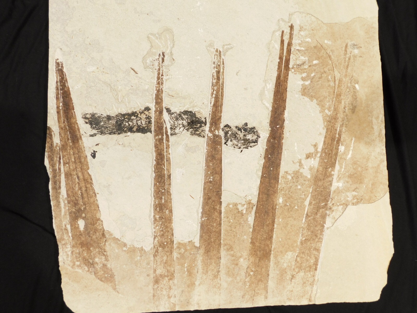 GIANT! PALM Frond Fossil With a BIG Rare Mioplosus FISH Fossil From Wyoming