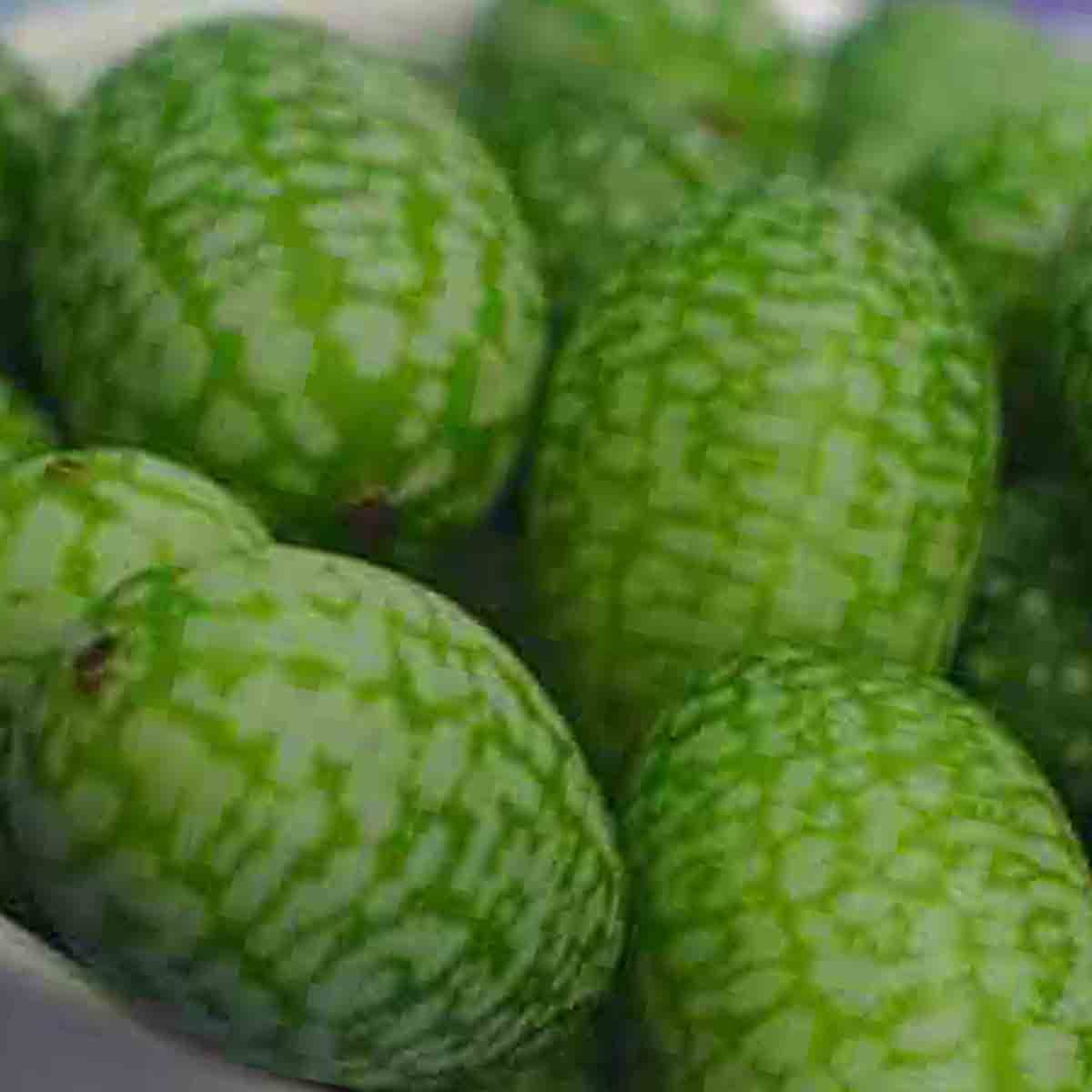 20 CUCAMELON SEEDS MOUSE MELON VEGETABLE SUPERIOR CUCUMBER HEAT DROUGHT NON-GMO