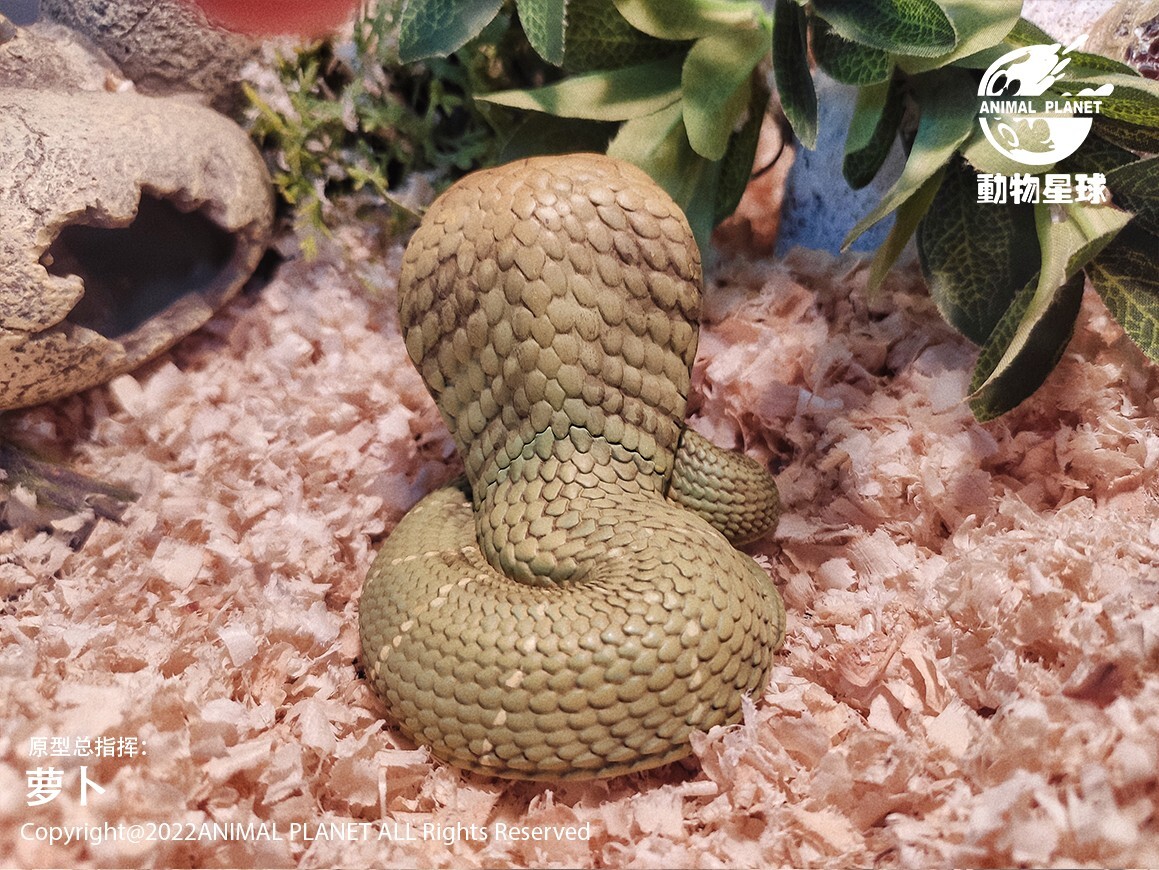 【In-Stock】 Animal Heavenly Body Ophiophagus King Cobra Collectible Snake Statue