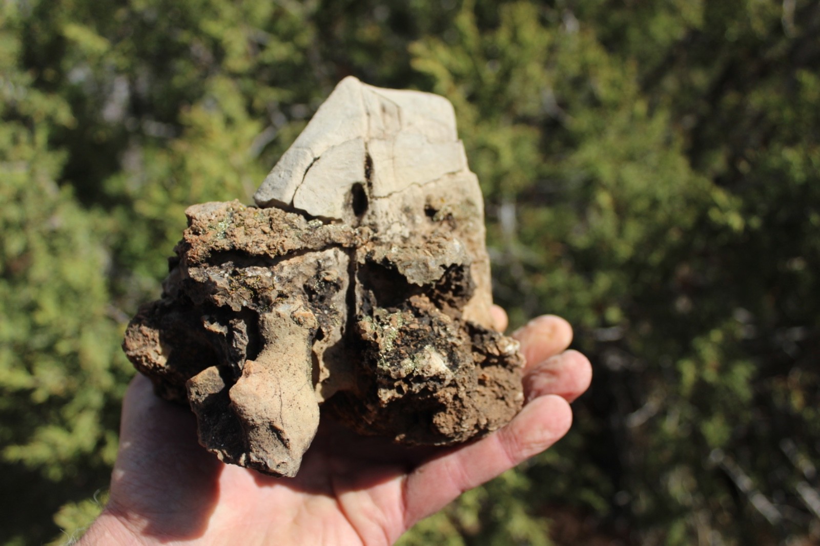 Fossil Beautiful HONEY COMB CORAL Favosites spp. Rare Locality ~ 400 Million