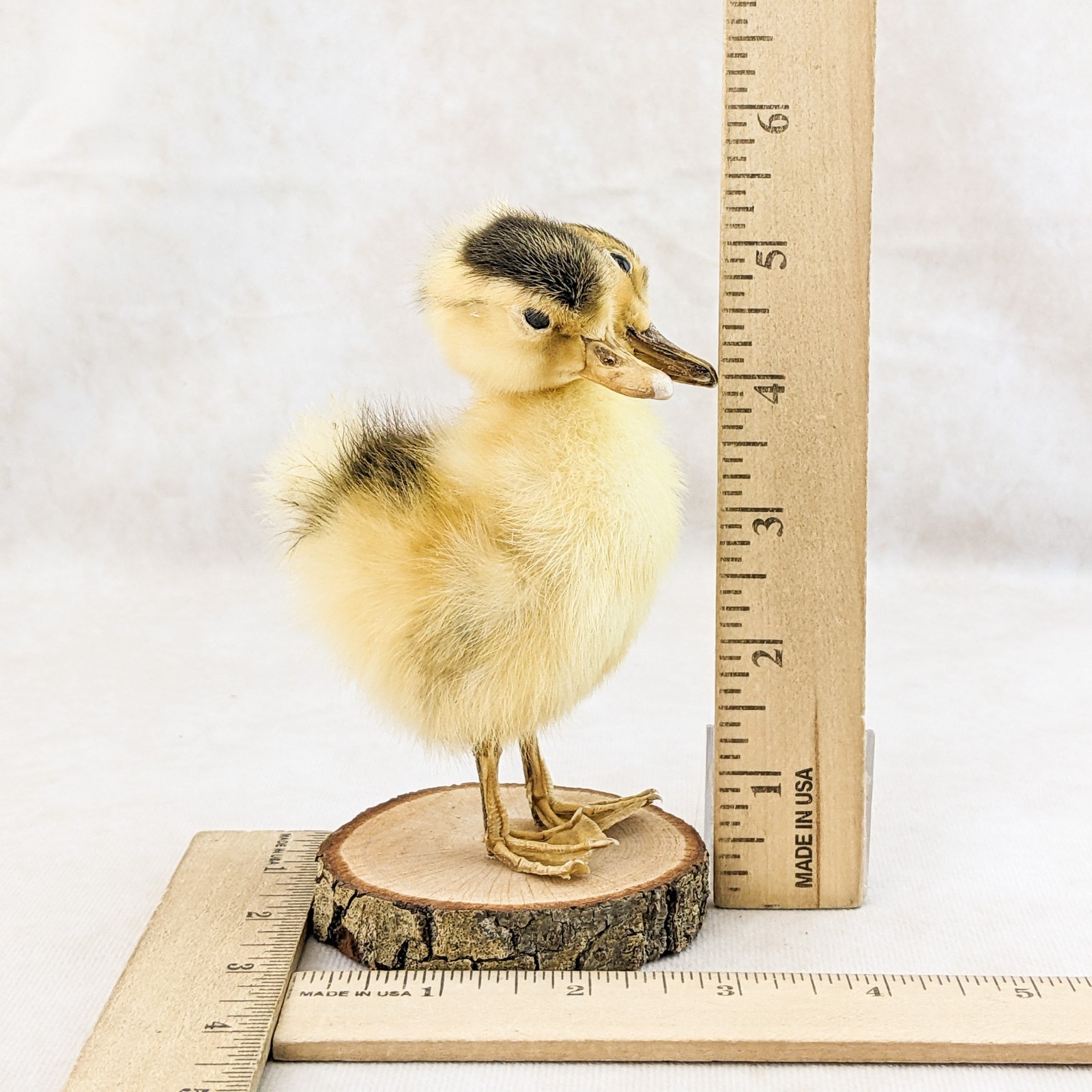 Two Headed Duck Duckling standing on wood species: Anas Platyrhynchos domesticus