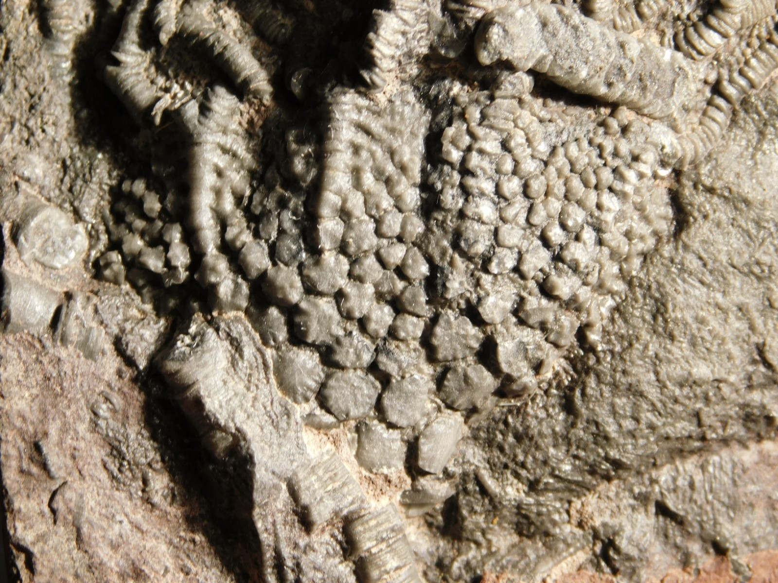 430 Million Year Old! CRINOID Fossil or Sea LILY Fossil Morocco 384gr