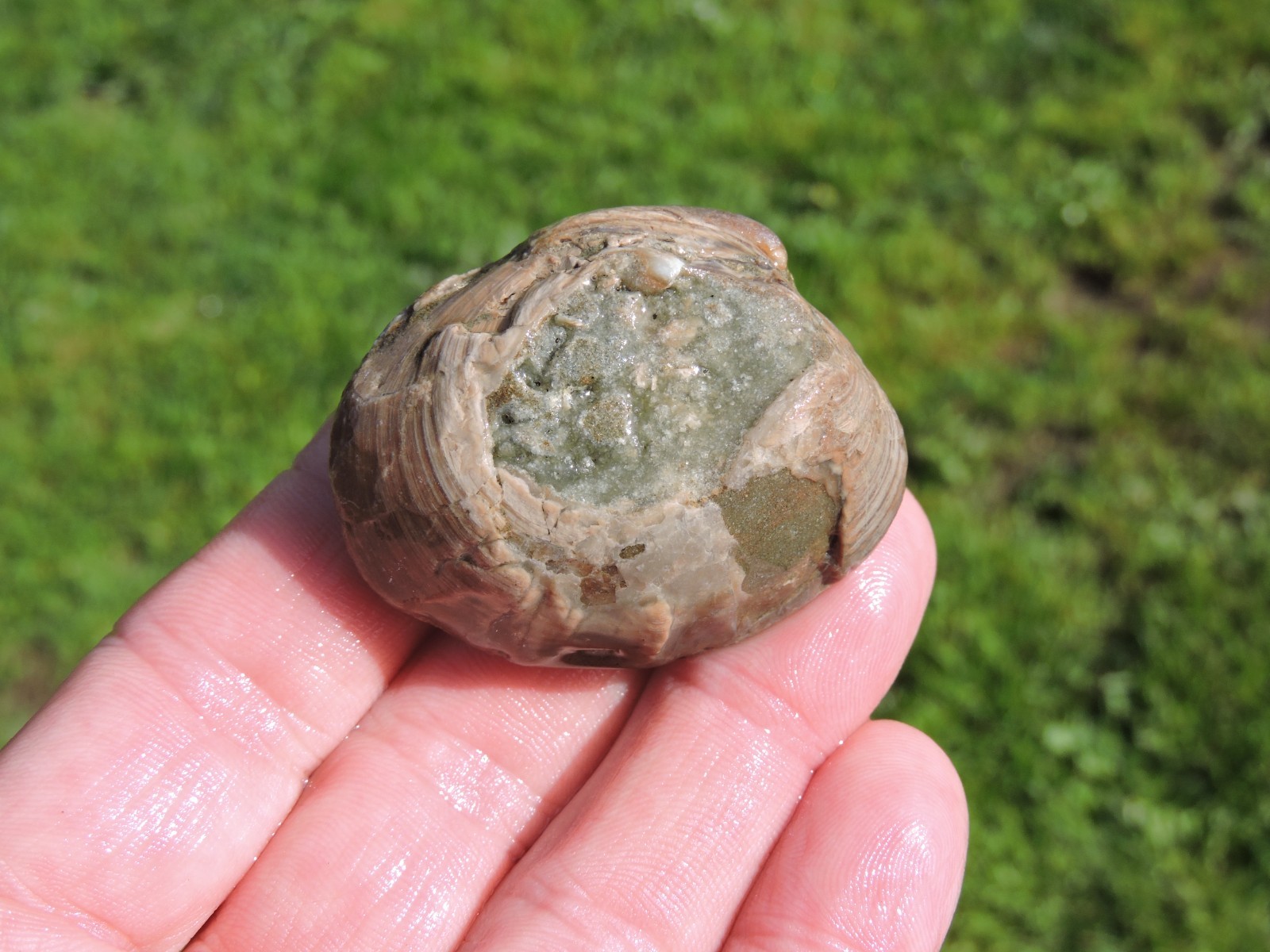 Box of MIXED Pacific Coast CLAM FOSSIL SHELL STONES Anadara, Steinkern ( 4 lb )