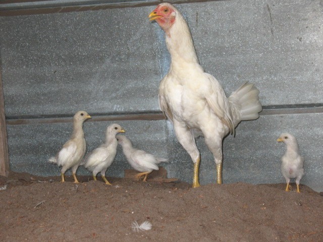 12 ASSORTED WAHL ASIL EGGS