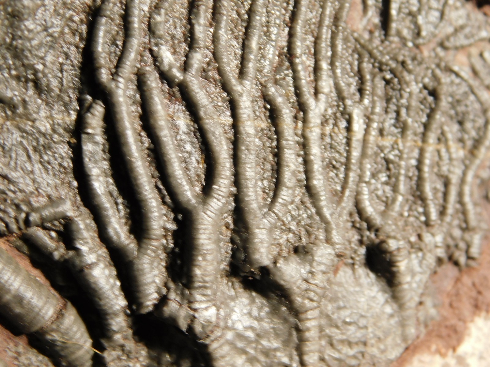 Larger! 430 Million Year Old! CRINOID Fossil or Sea LILY Fossil Morocco 629gr