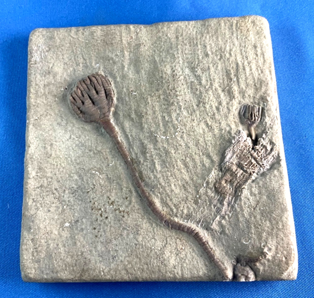 Fossil Taxocrinus Ungula  Edwardsville Formation Mississippian Indiana