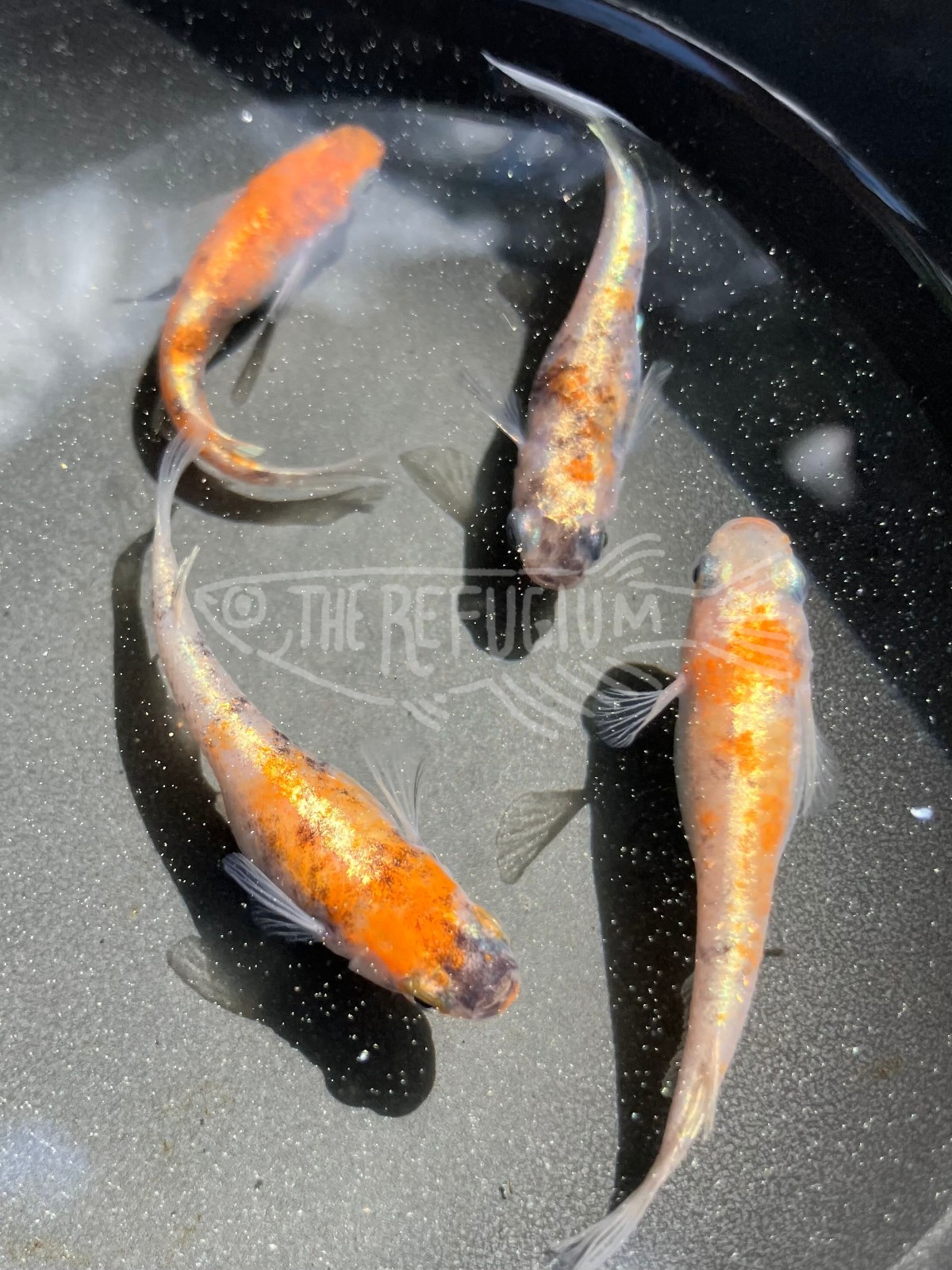 10+ fertilized hatching eggs assorted mystery medaka ricefish