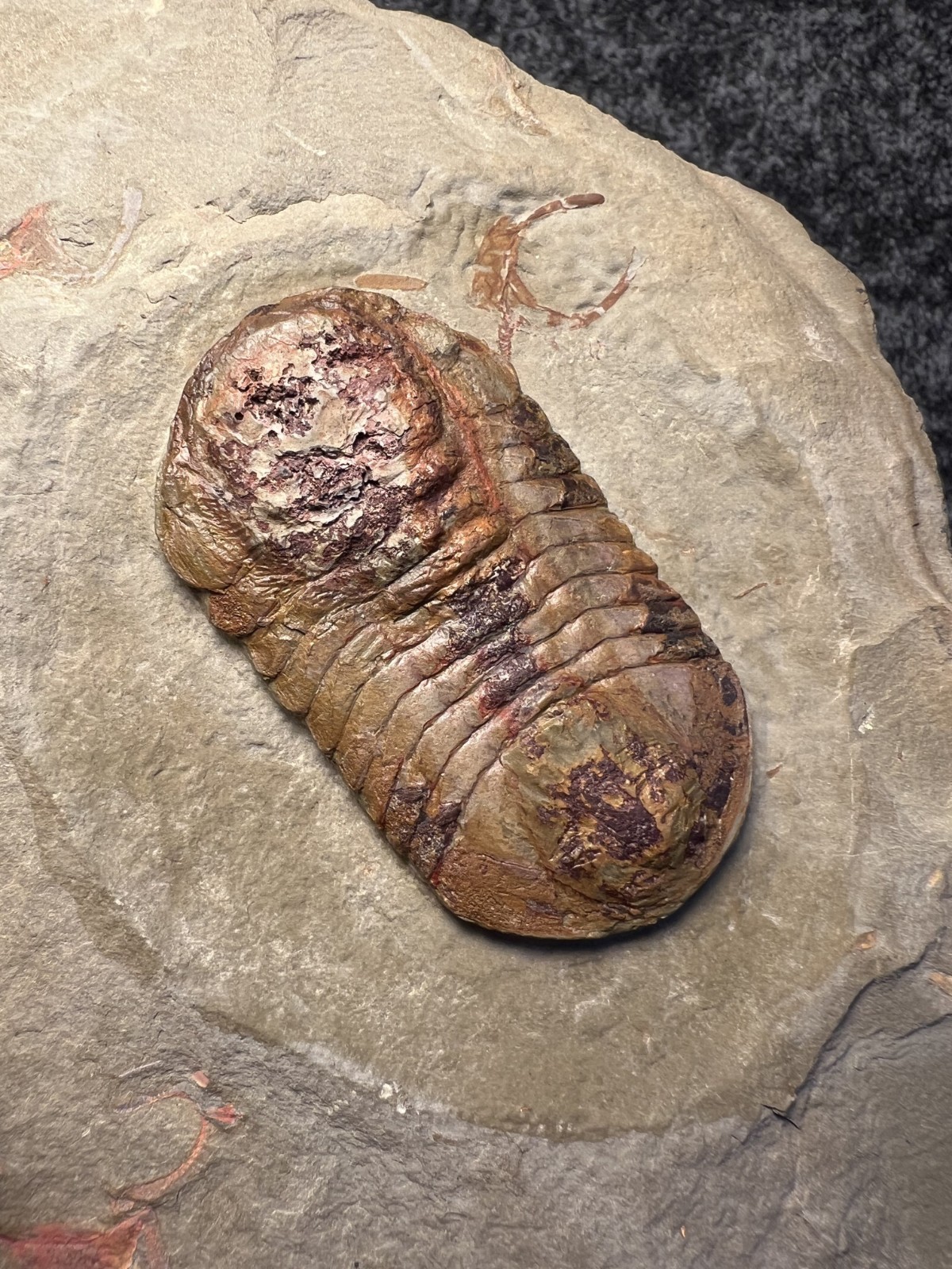 Symphysurus sp. Trilobite Fossil – Well-Preserved Specimen