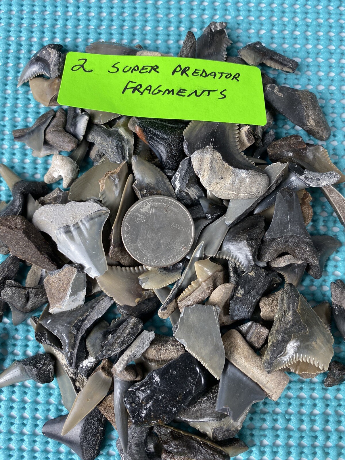 150 Piece Shark Teeth / Fossil Starter Kit From Venice Florida