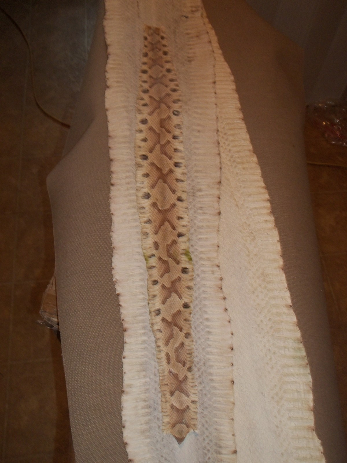 Tanned Copperhead skin 2-1/2" X 24-1/2"    "Agkistrodon contortrix"