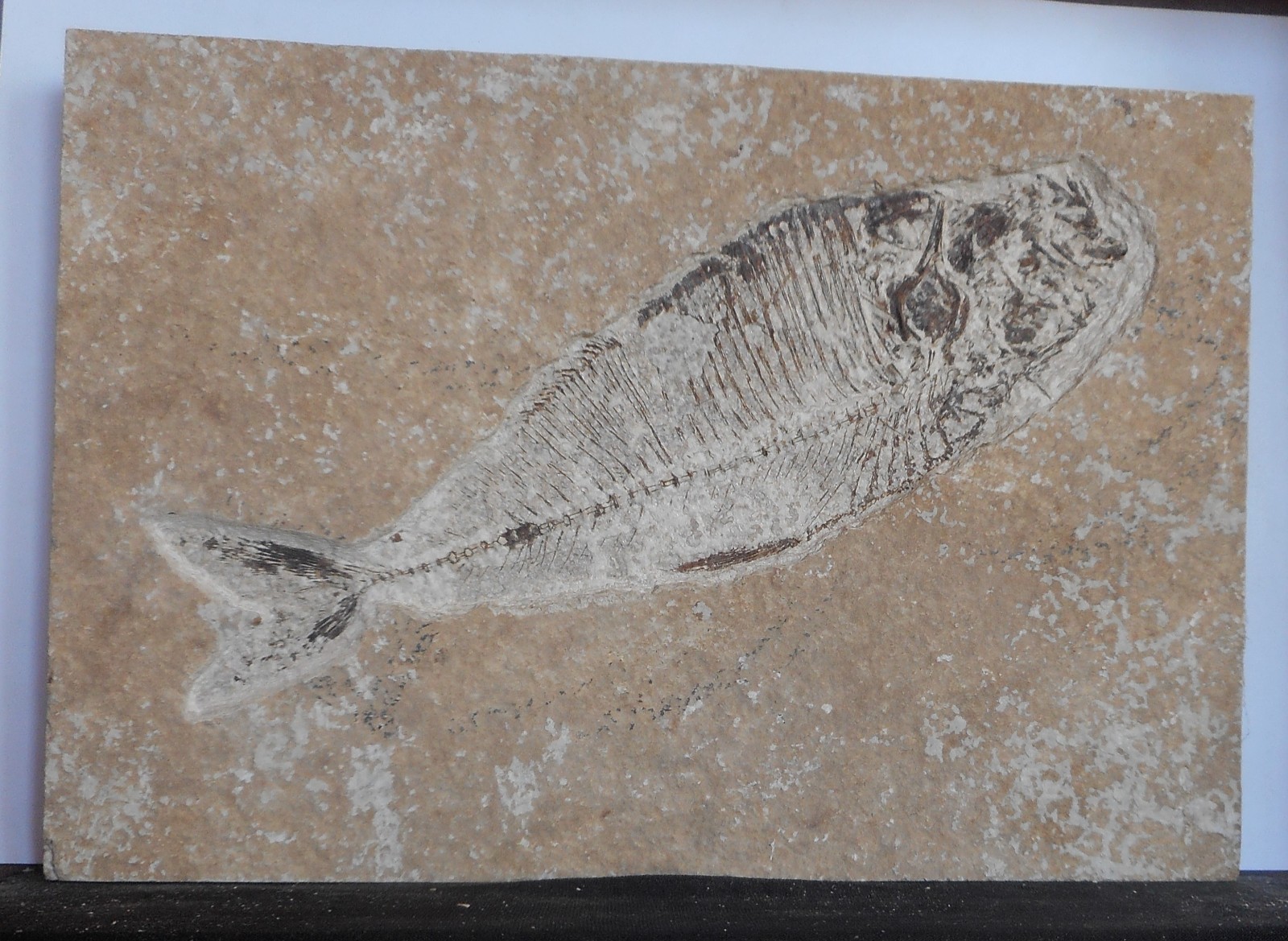 Fossil Fish.. Wyoming Green River Formation . Dino . 50 Million Years. 5.8" long