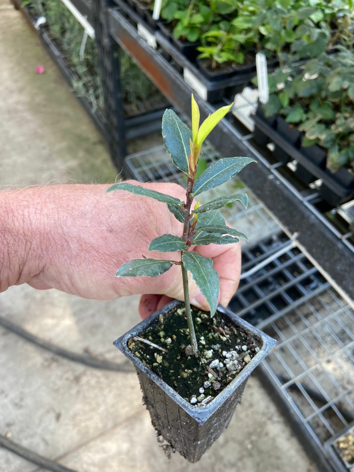 Laurus nobilis - 'Bay Leaf Tree' - Bay Laurel or Sweet Bay