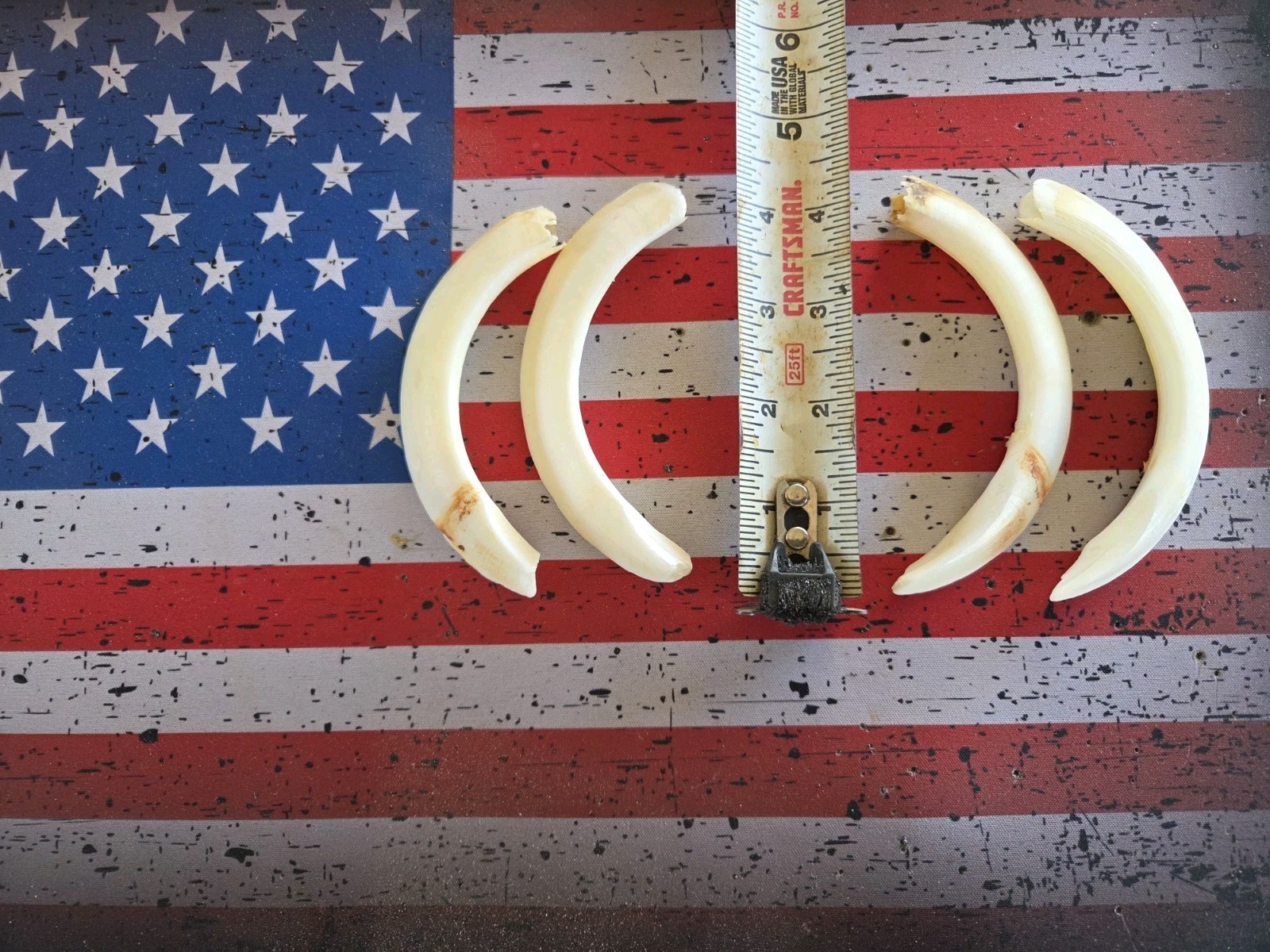 Wild Boar Tusk From Texas