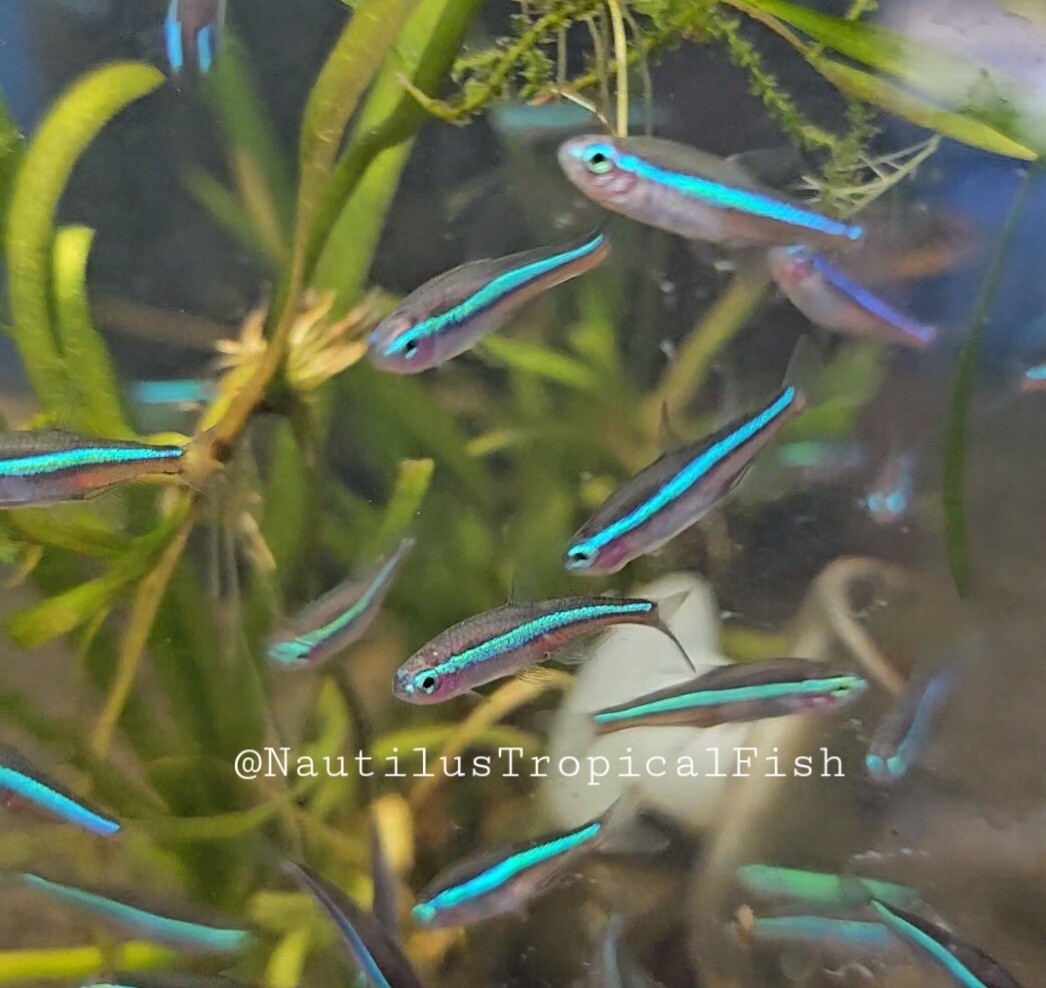 Healthy Green Neon Tetras - Peaceful and Vibrant - Perfect for Community
