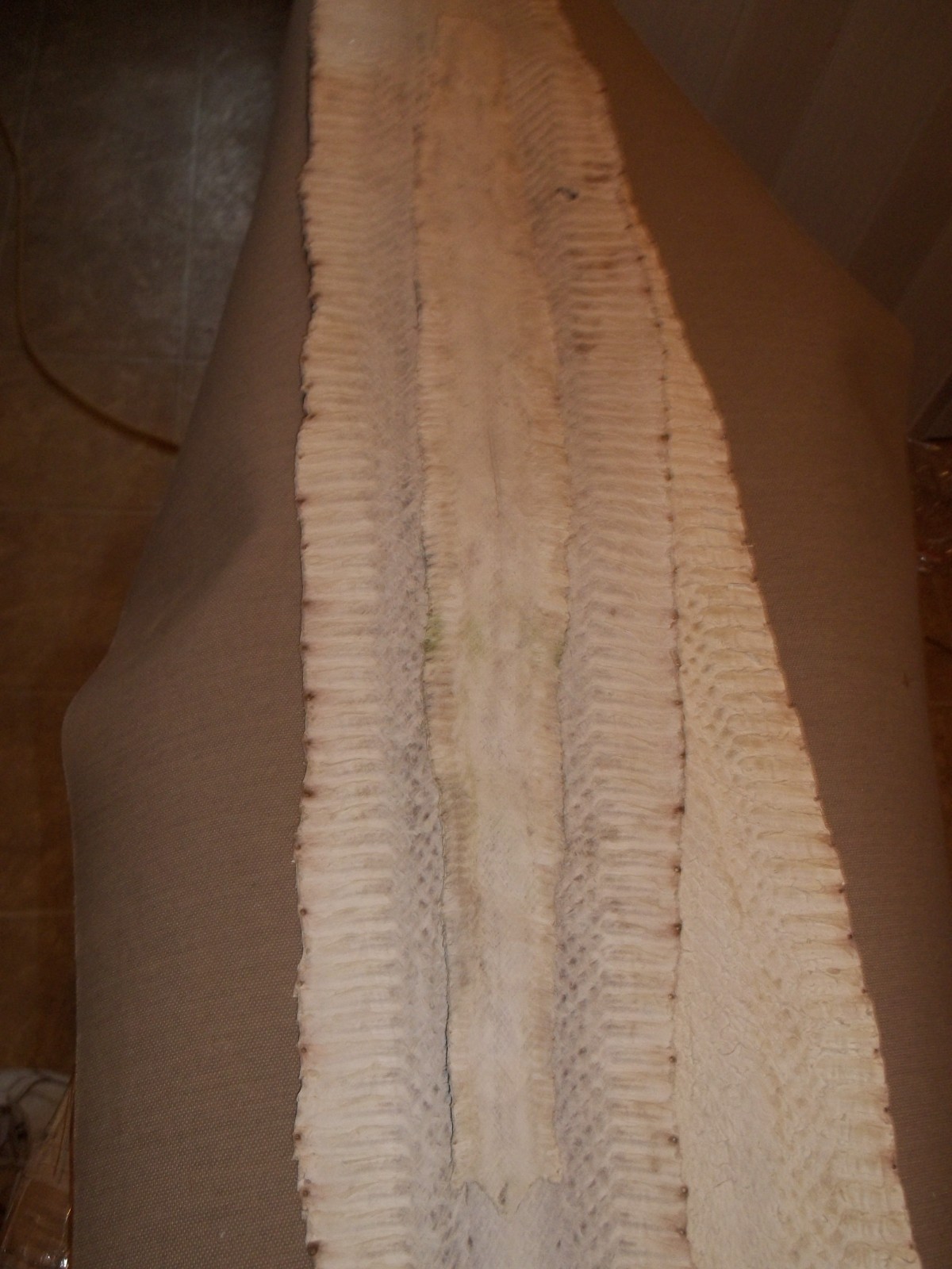 Tanned Copperhead skin 2-1/2" X 24-1/2" "Agkistrodon contortrix"