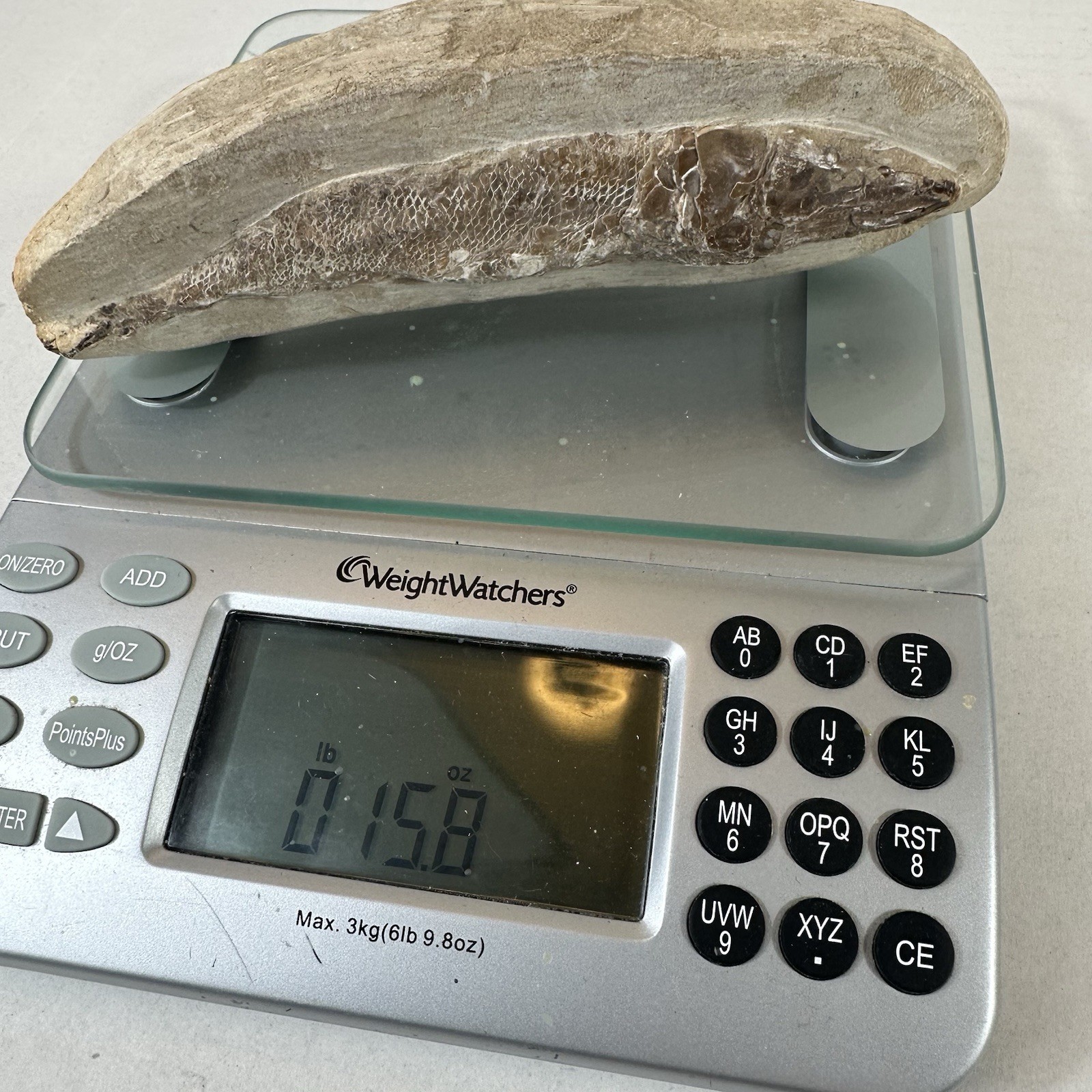 Fossil Fish Encased In Stone Rock Fossilized 6”