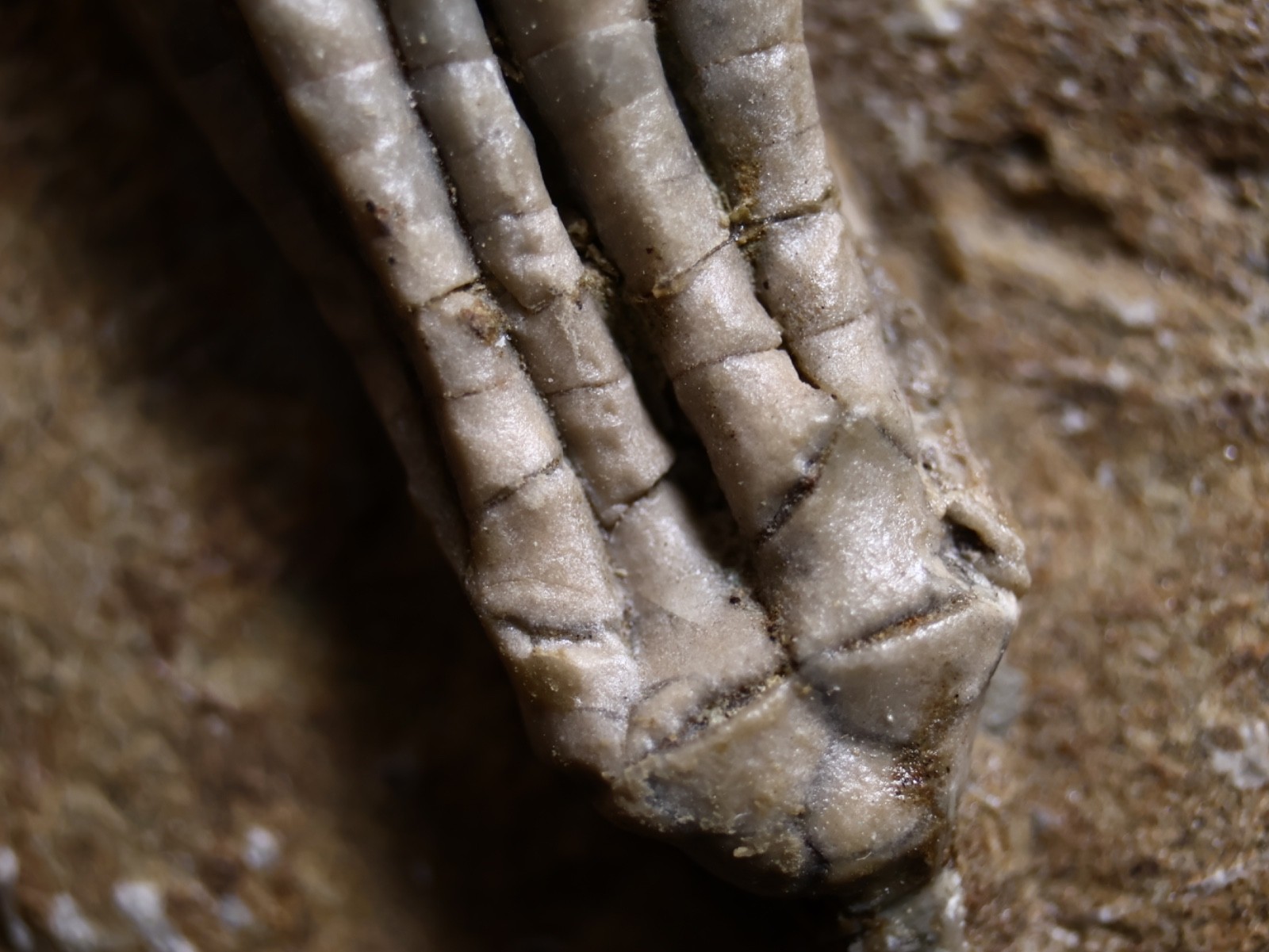 Gorgeously Detailed Scytalocrinus decadactylus Crinoid, Crawfordsville, IN