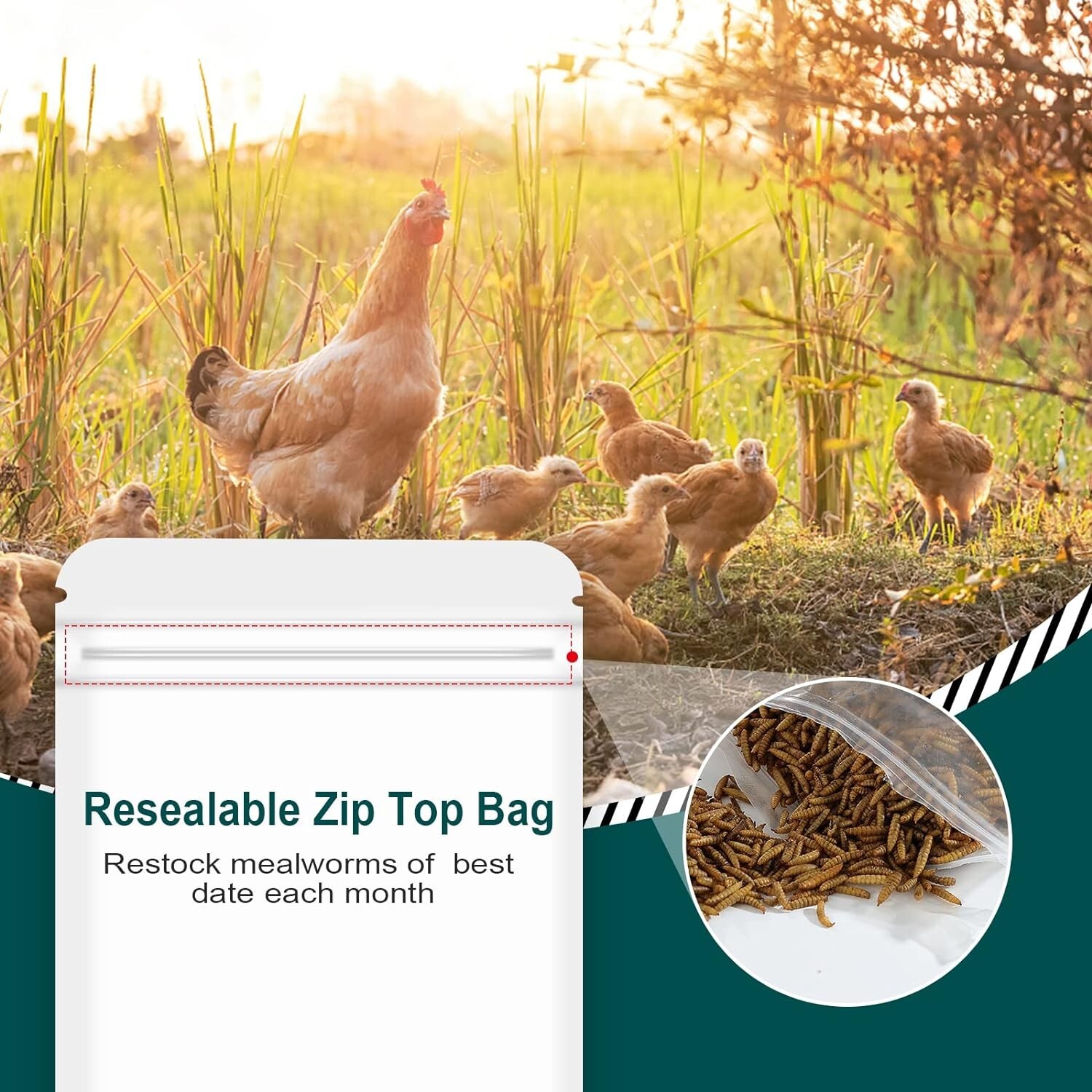 Black Soldier Fly Larvae for Chickens, 100% Natural Premium Quality Non-GMO