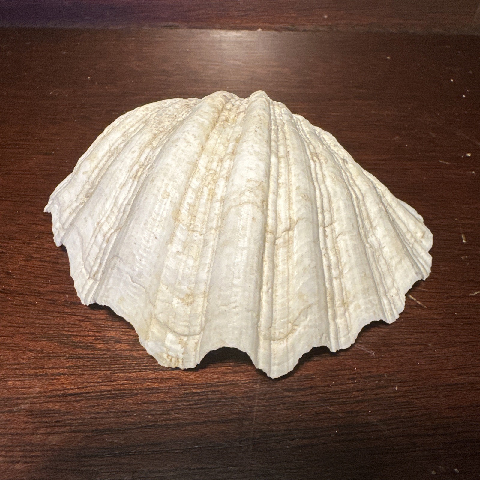 Large Decorative White Fluted Clam Shell 7 X 5.5 x 2