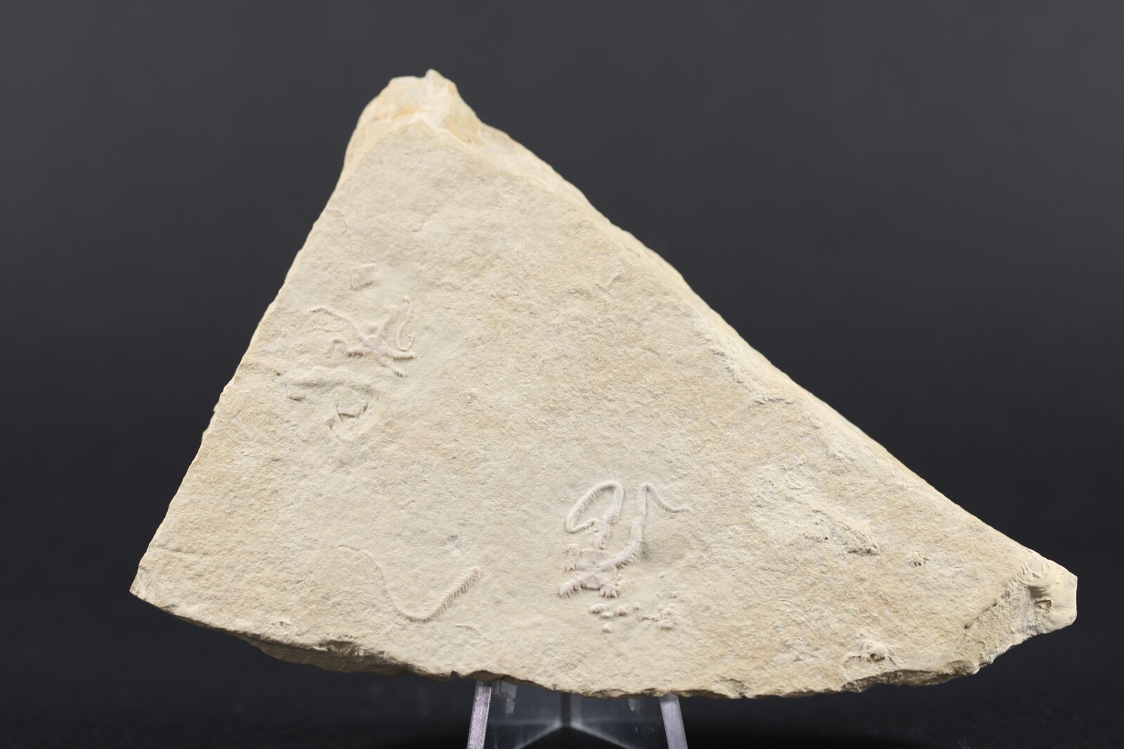 2 Jurassic Brittle Star Fossils Solnhofen Germany COA 5616