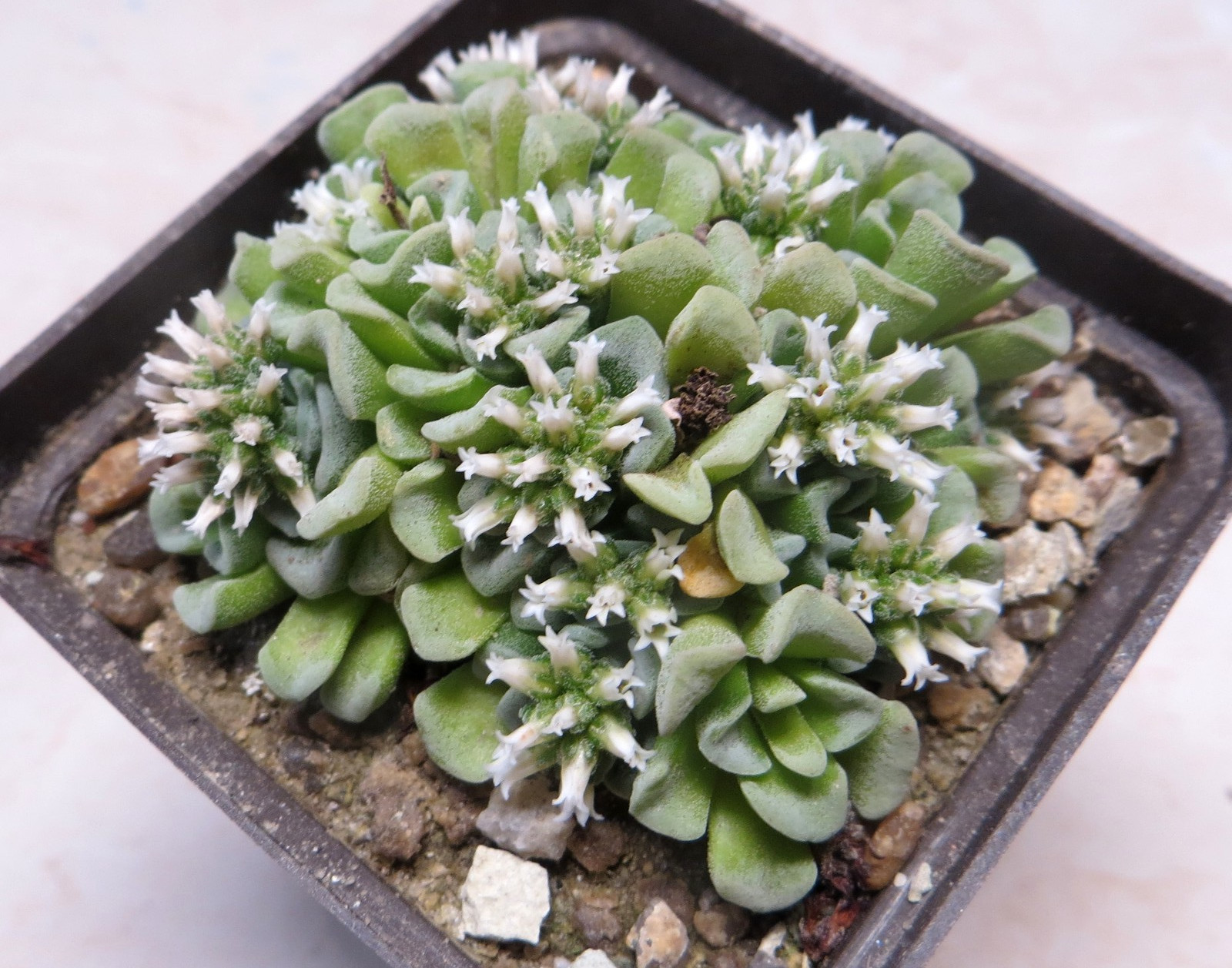 crassula celia