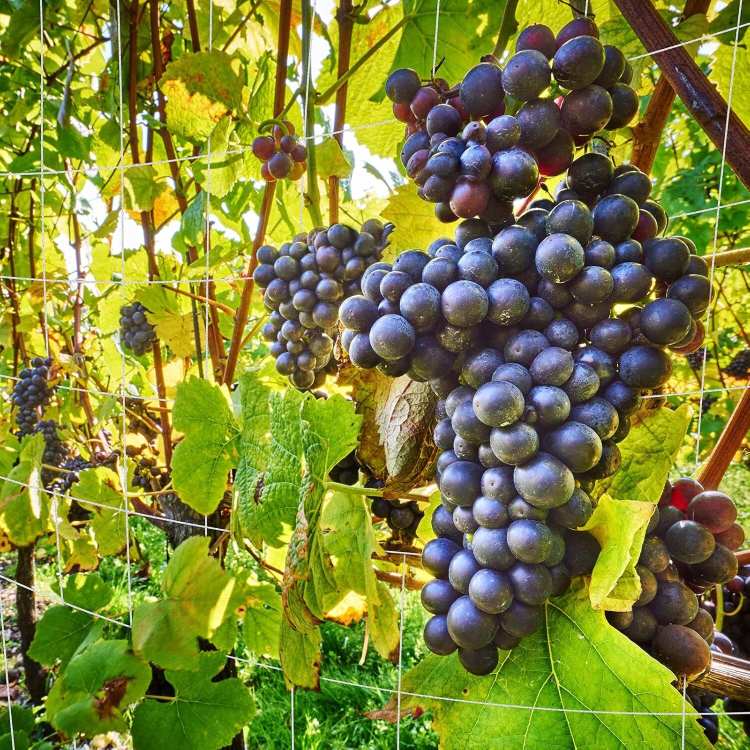 Seedfactor Plant Trellis Netting Garden HeavyDuty Polyester Grow Net +SquareMesh