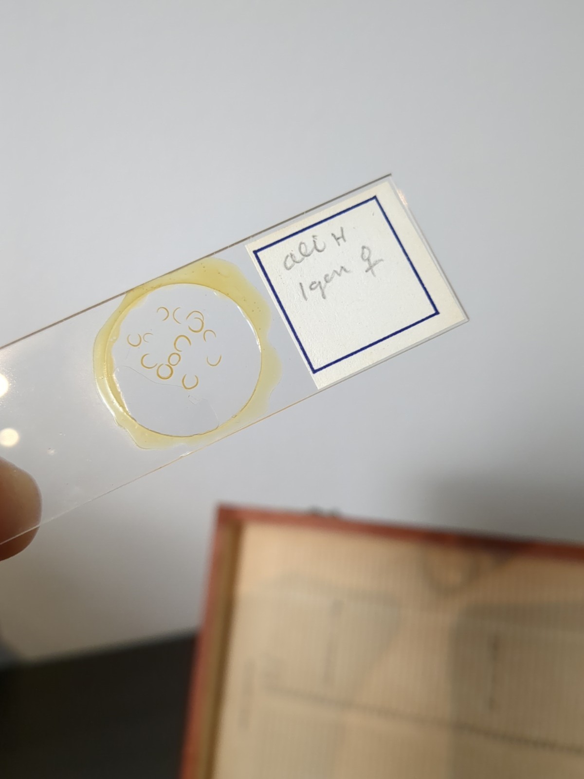 Vintage Prepared Microscope Glass Slides - George Poinar Jurassic Park Estate