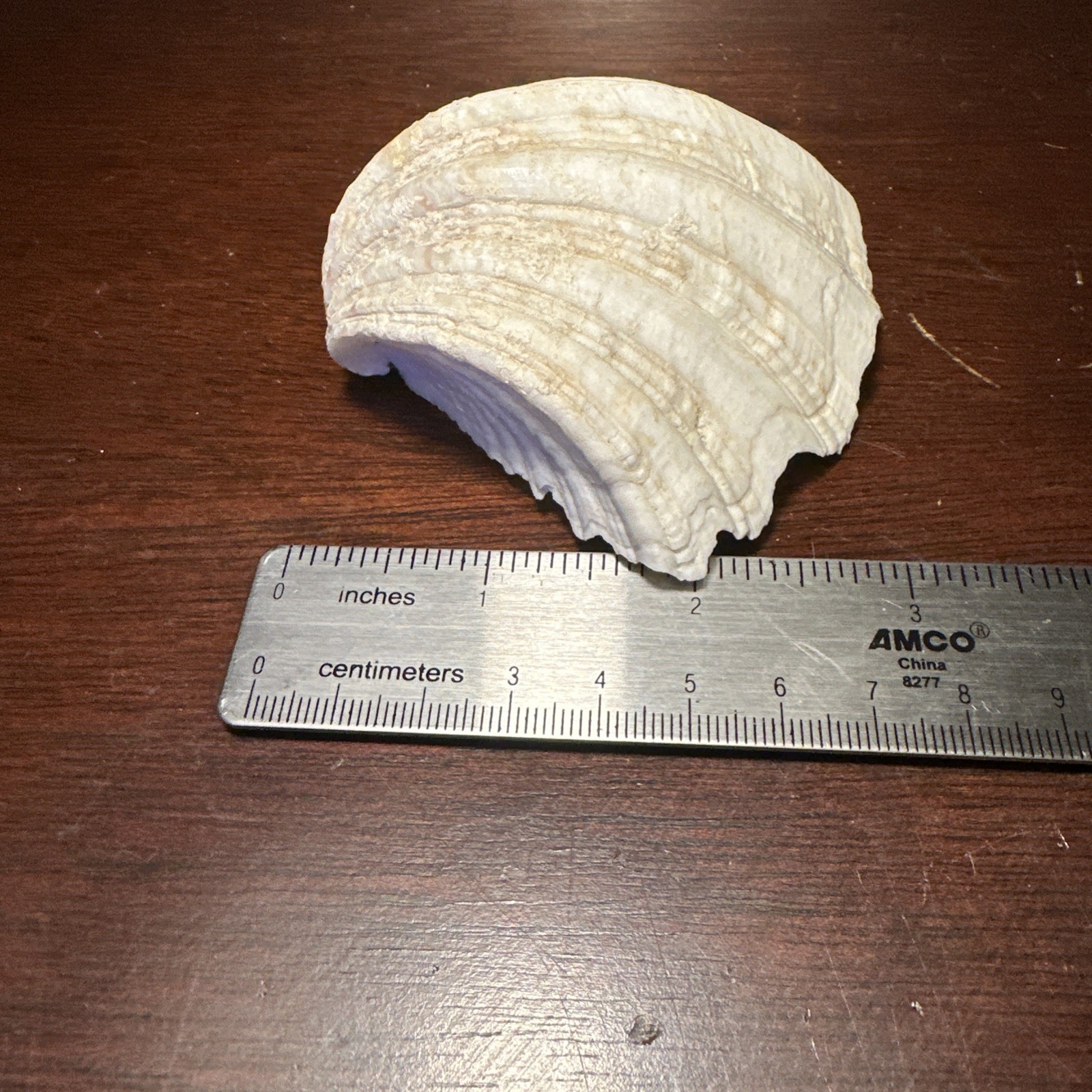 Large Decorative White Fluted Clam Shell 7 X 5.5 x 2