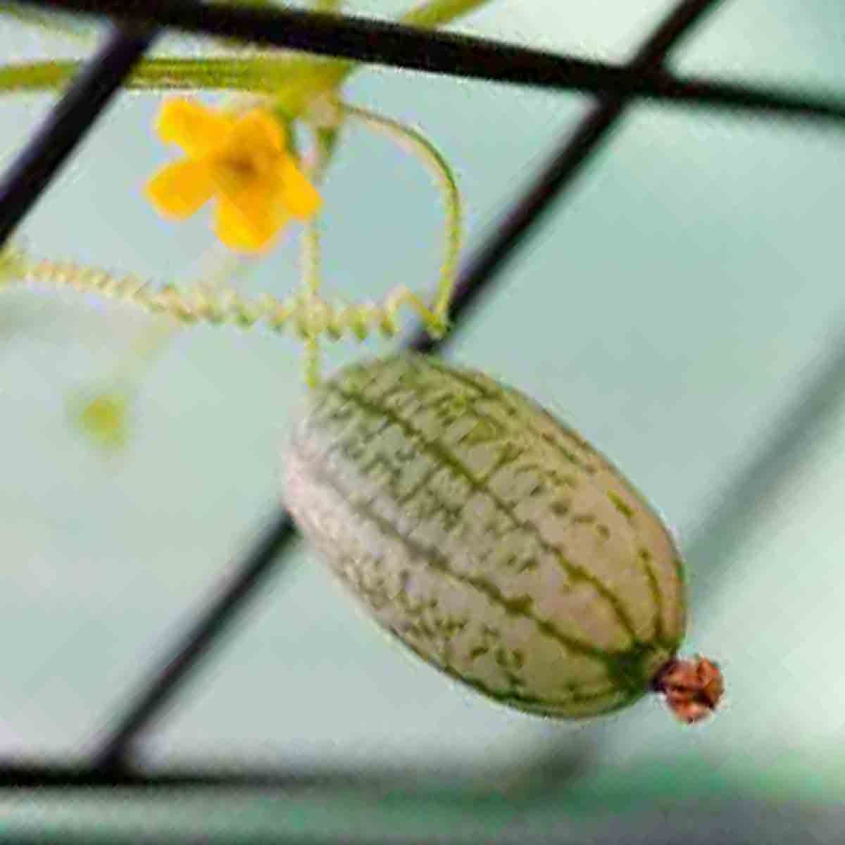 20 CUCAMELON SEEDS MOUSE MELON VEGETABLE SUPERIOR CUCUMBER HEAT DROUGHT NON-GMO