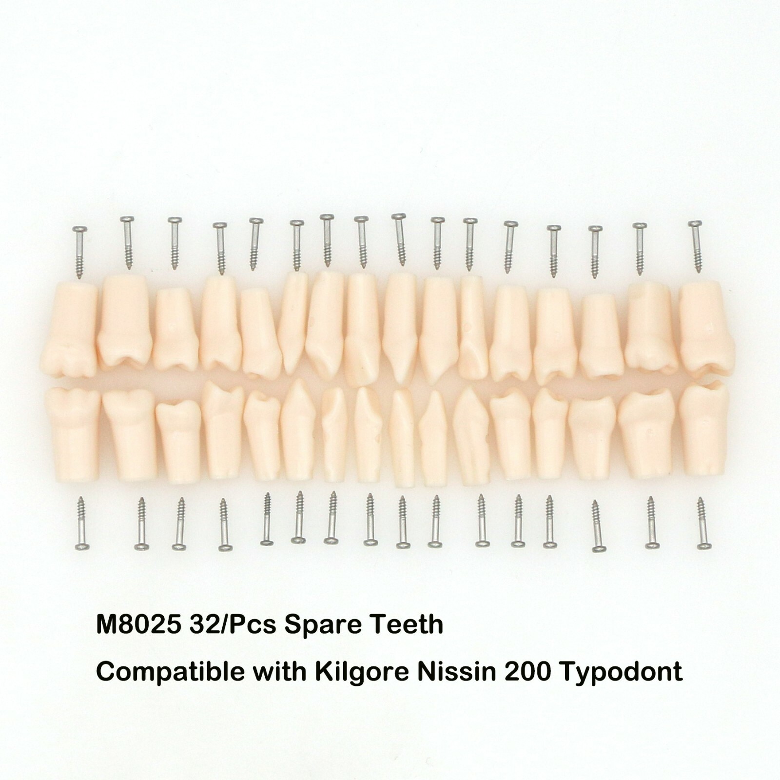 Dental Typodont Replacement Screw-in Teeth Model fit Kilgore NISSIN 200/500 Type