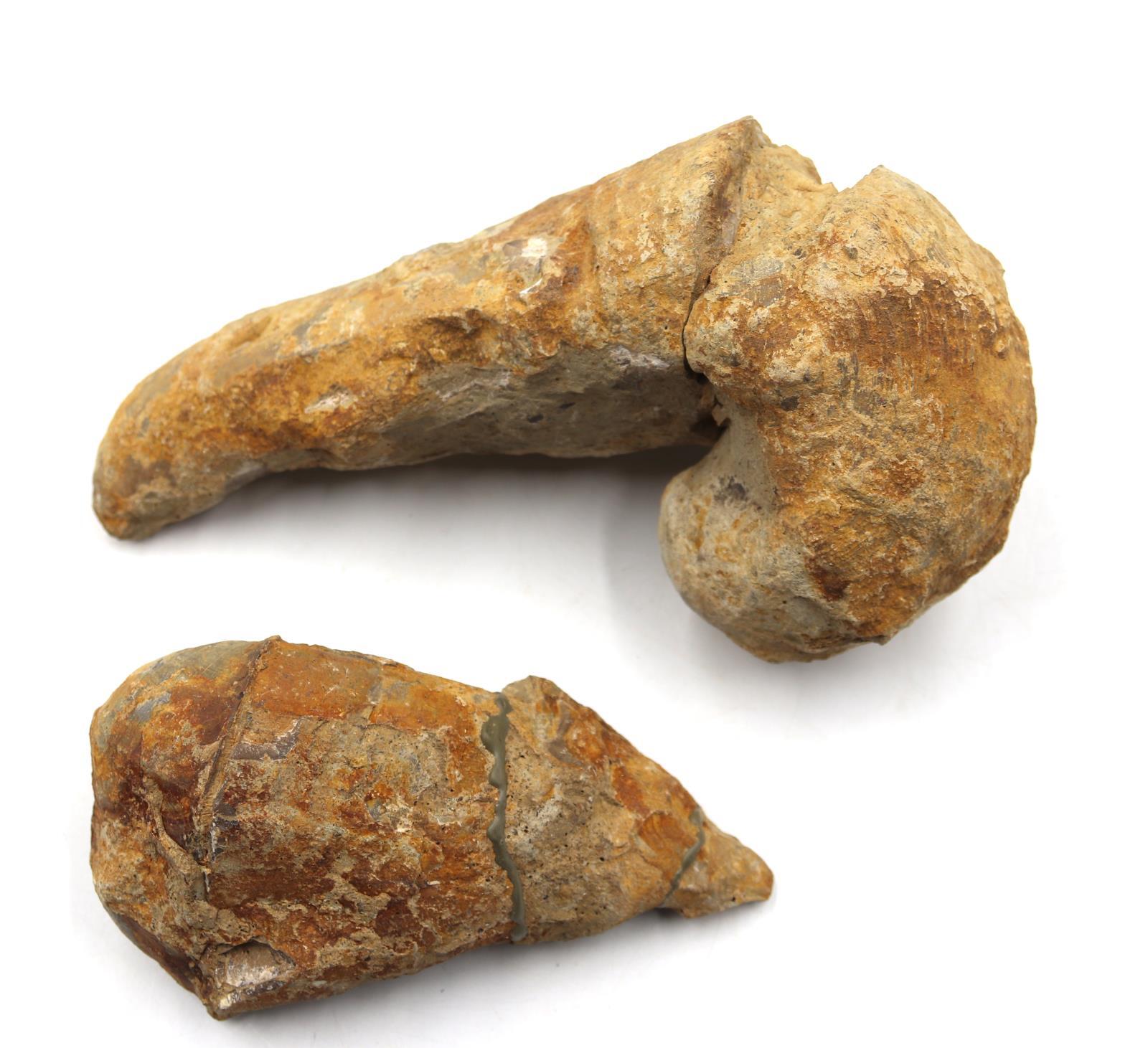 Lot of 2 Rudist Bivalve Fossils Upper Cretaceous #18120