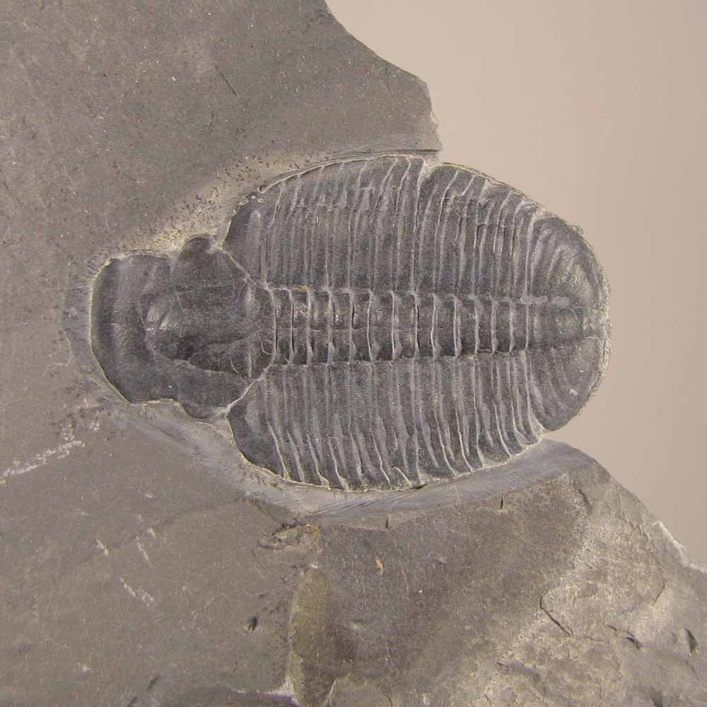 Elrathia Kingi TRILOBITE Fossil in Slate Matrix Rock - Cambrian Period - Utah