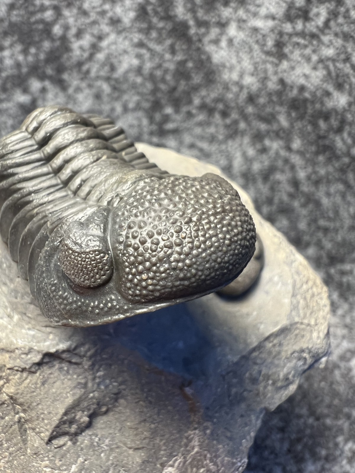 Moroccops sp. Trilobite Fossil – Attractive Collector Specimen