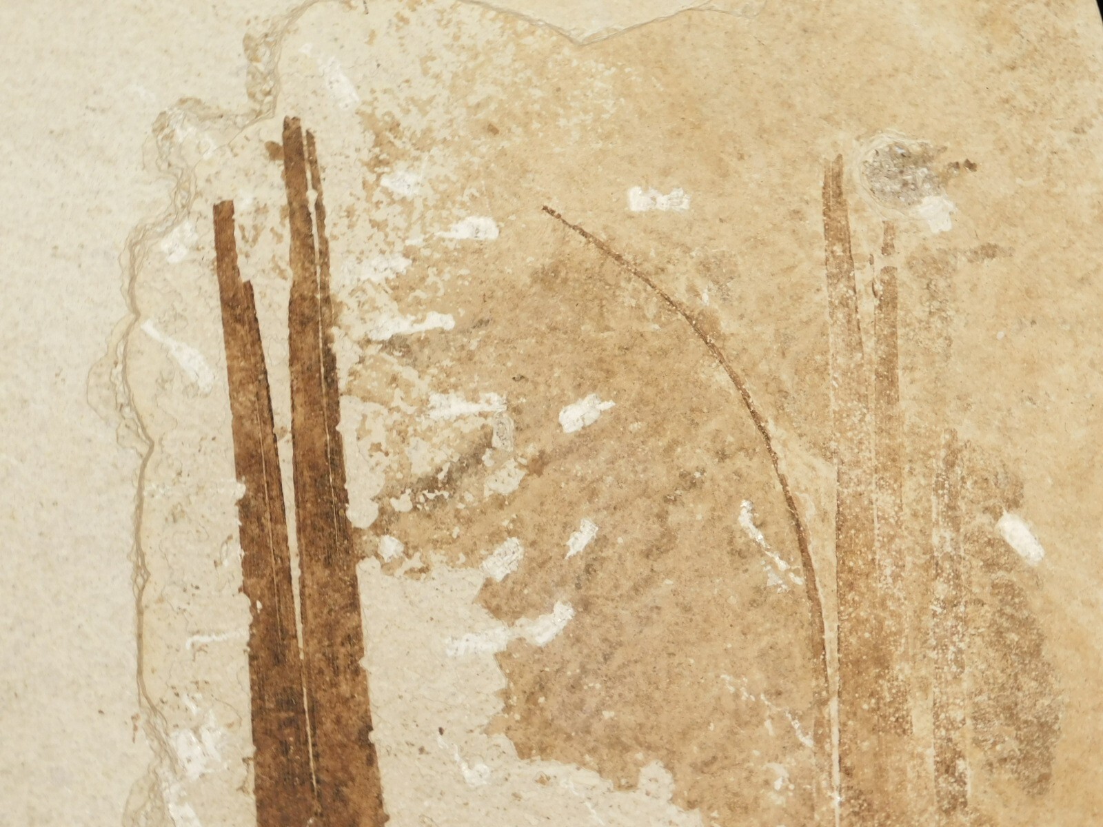 GIANT! PALM Frond Fossil With a BIG Rare Mioplosus FISH Fossil From Wyoming