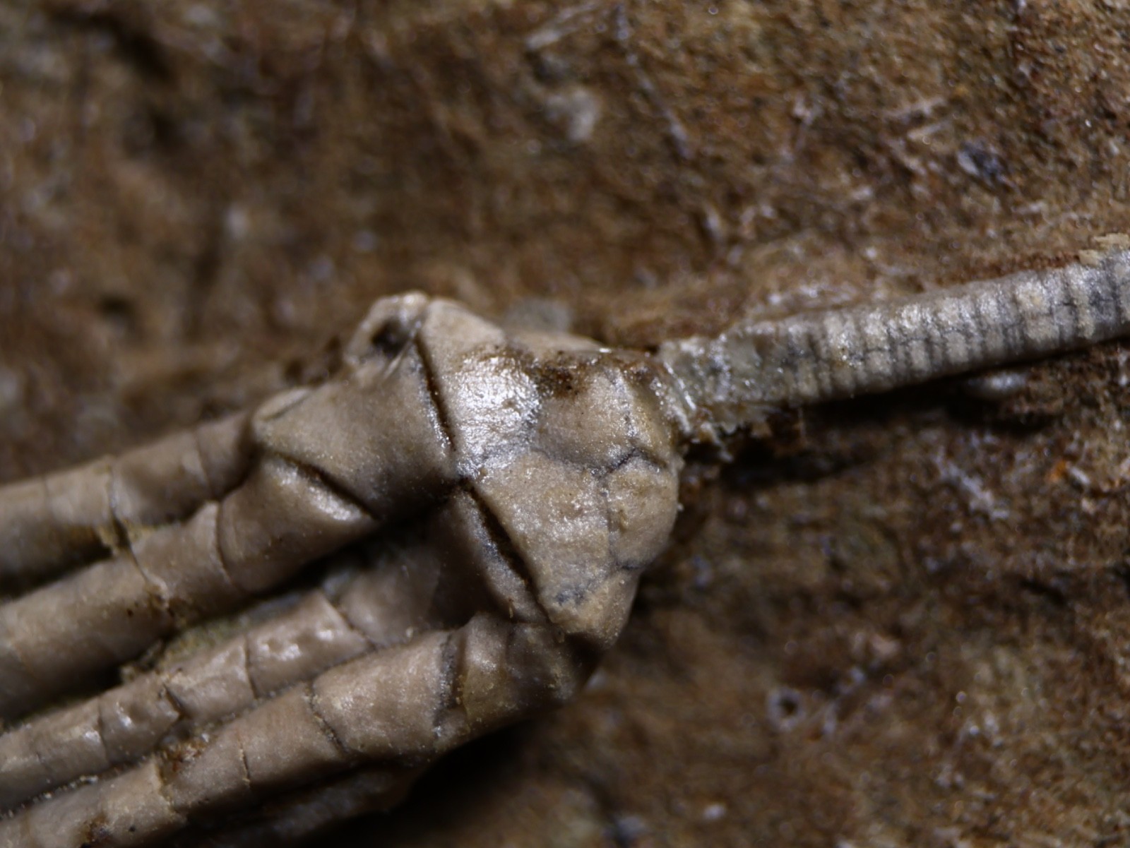 Gorgeously Detailed Scytalocrinus decadactylus Crinoid, Crawfordsville, IN