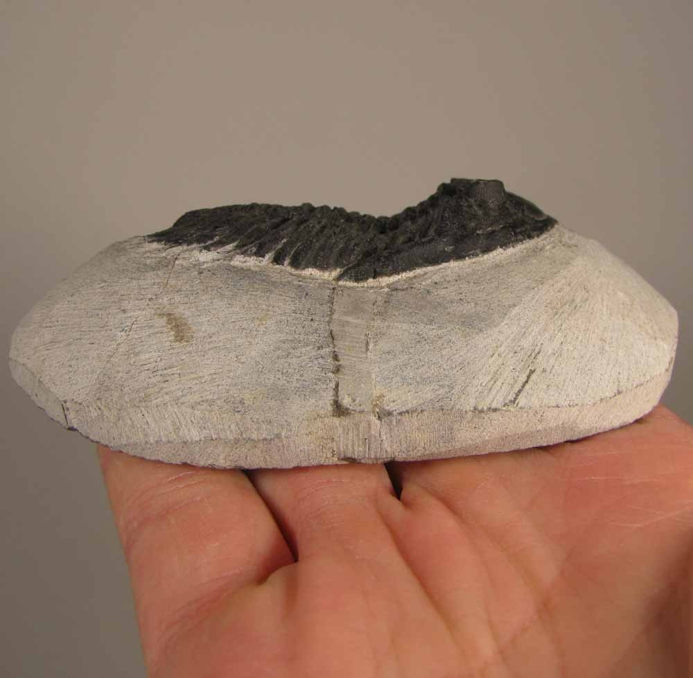 2.5" Hollardops TRILOBITE Fossil on Matrix - Devonian Age - Morocco