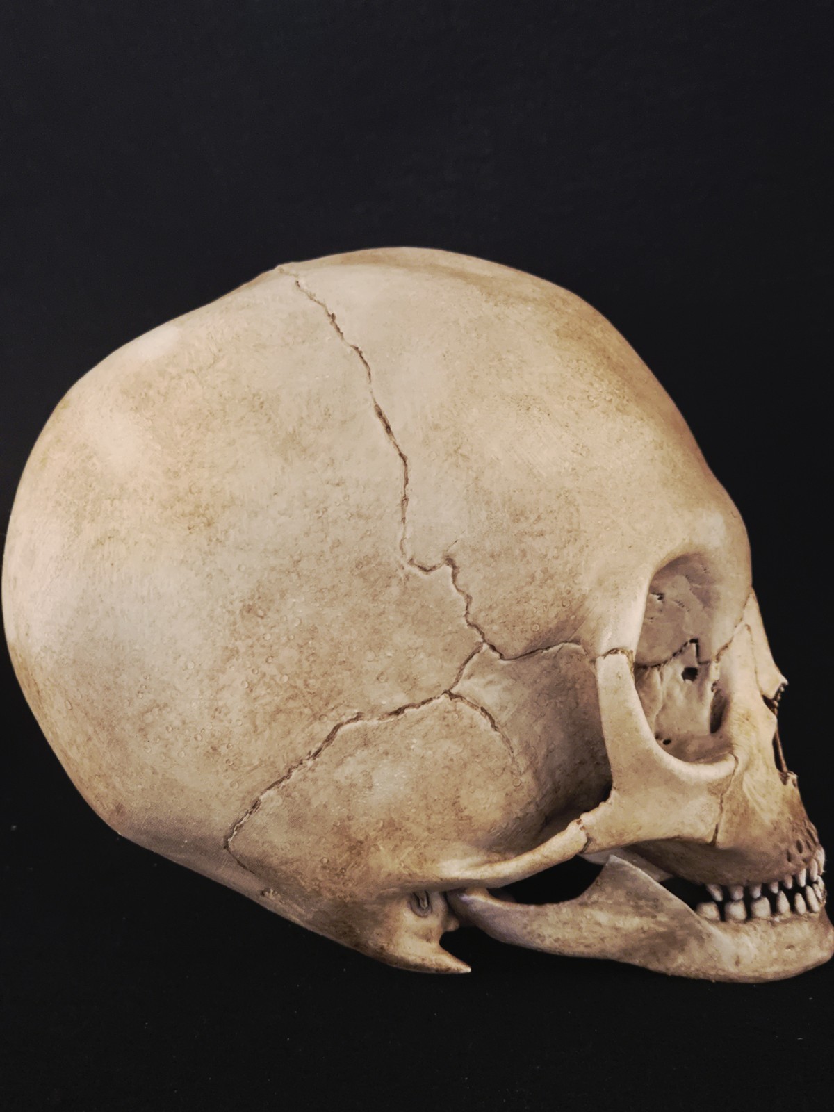 Alien Skull Realistic Full Size