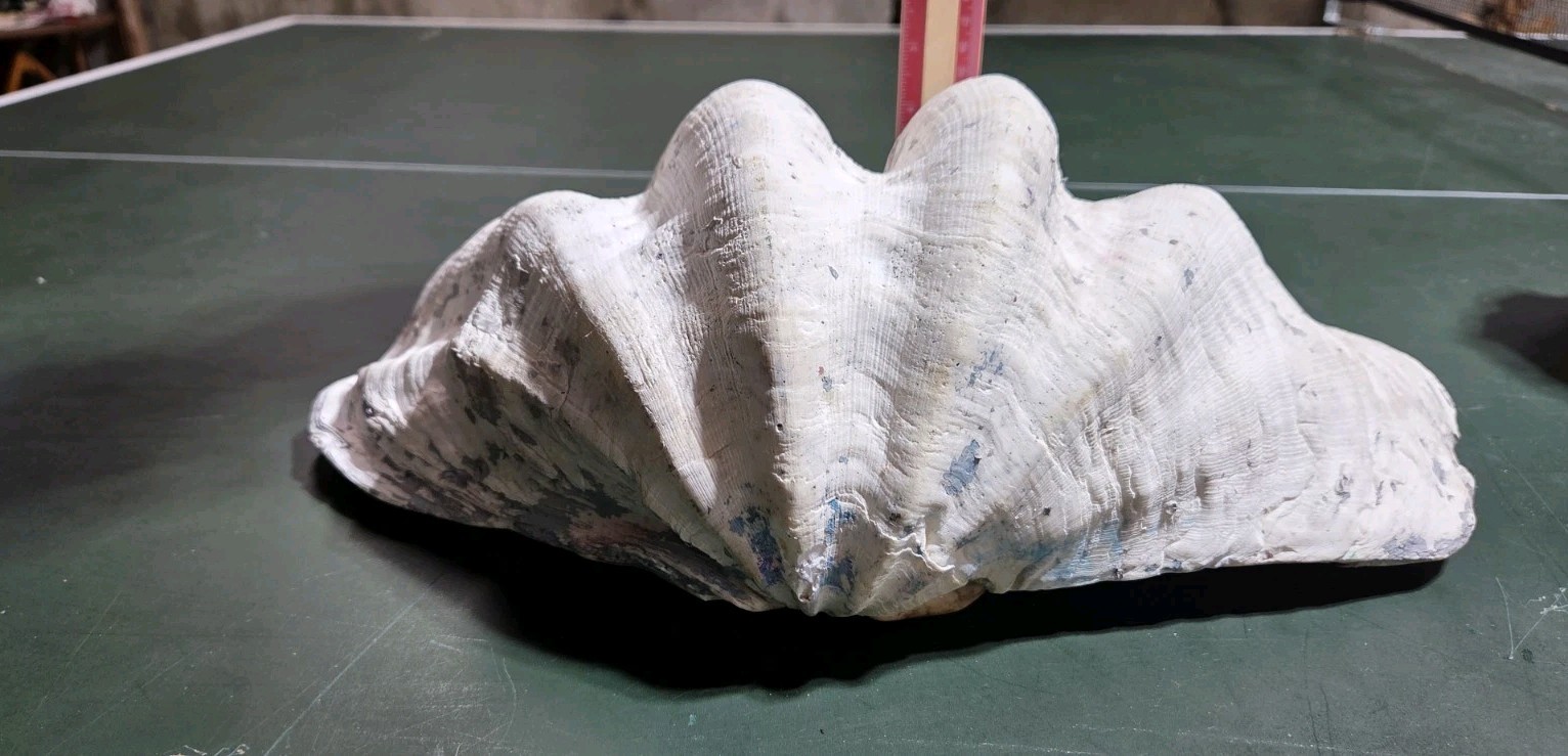REAL 15½" Natural Giant Clam Shell Tridacna Gigas Sea *AND* 10" Giant Clamshell