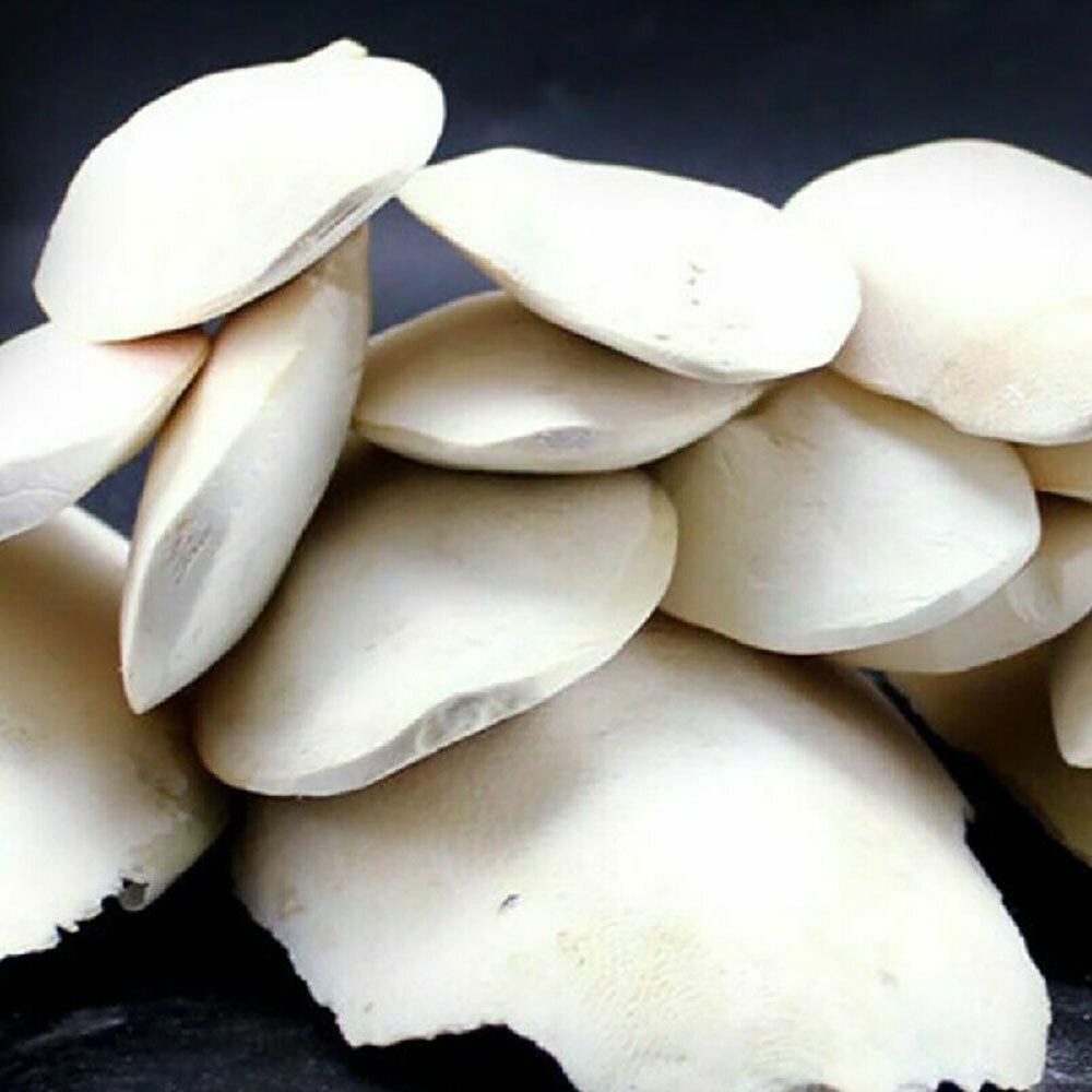 10/20X 2.4-3.1" Cuttlebone for Birds Parrot Chewing Cuttle Bone for Sharp Beaks·