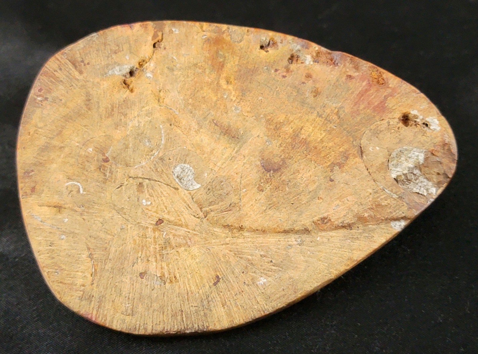 Vintage Ancient Orthoceras Squid Shell Fossil Morocco Approx 3.5" & 4.5" Lot of