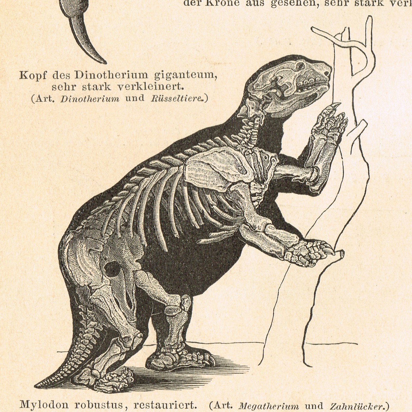 Paleontology Tertiary Geologic Period Paleogene FOSSILS Antique Print 1892