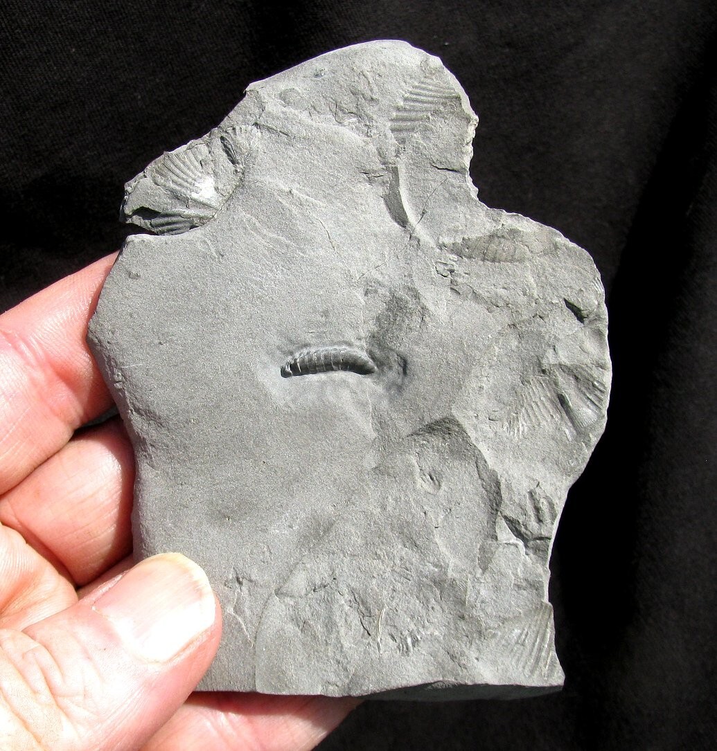 EXTINCTIONS- EXTREMELY RARE DETAILED SILURIAN ARMORED WORM MACARIDIAN- NEW YORK!