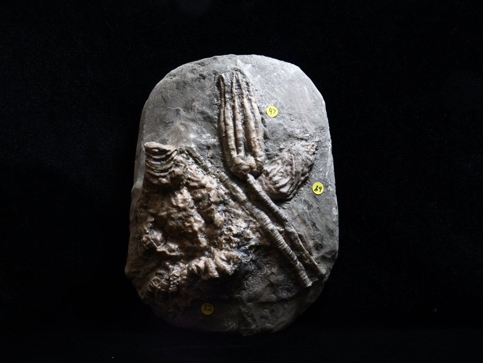 Threaded Fossil Crinoids, Crawfordsville, Indiana